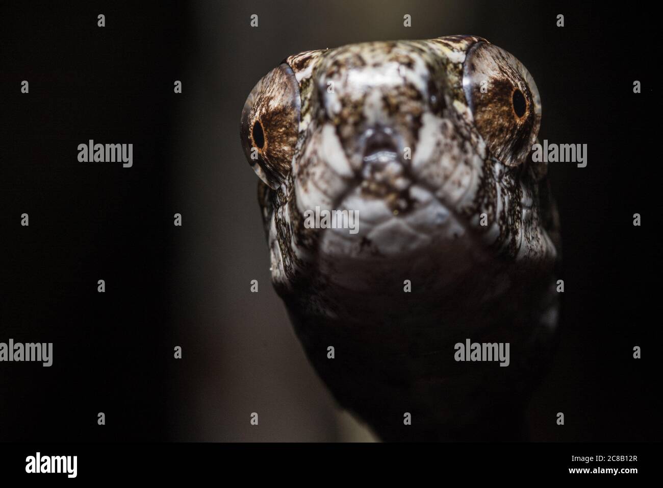 Aplopeltura boa, il serpente sgranato dal Sud-est asiatico. Questo serpente è stato trovato per avere movimento unico di sega della ganascia che lo aiuta ad estrarre le lumache. Foto Stock