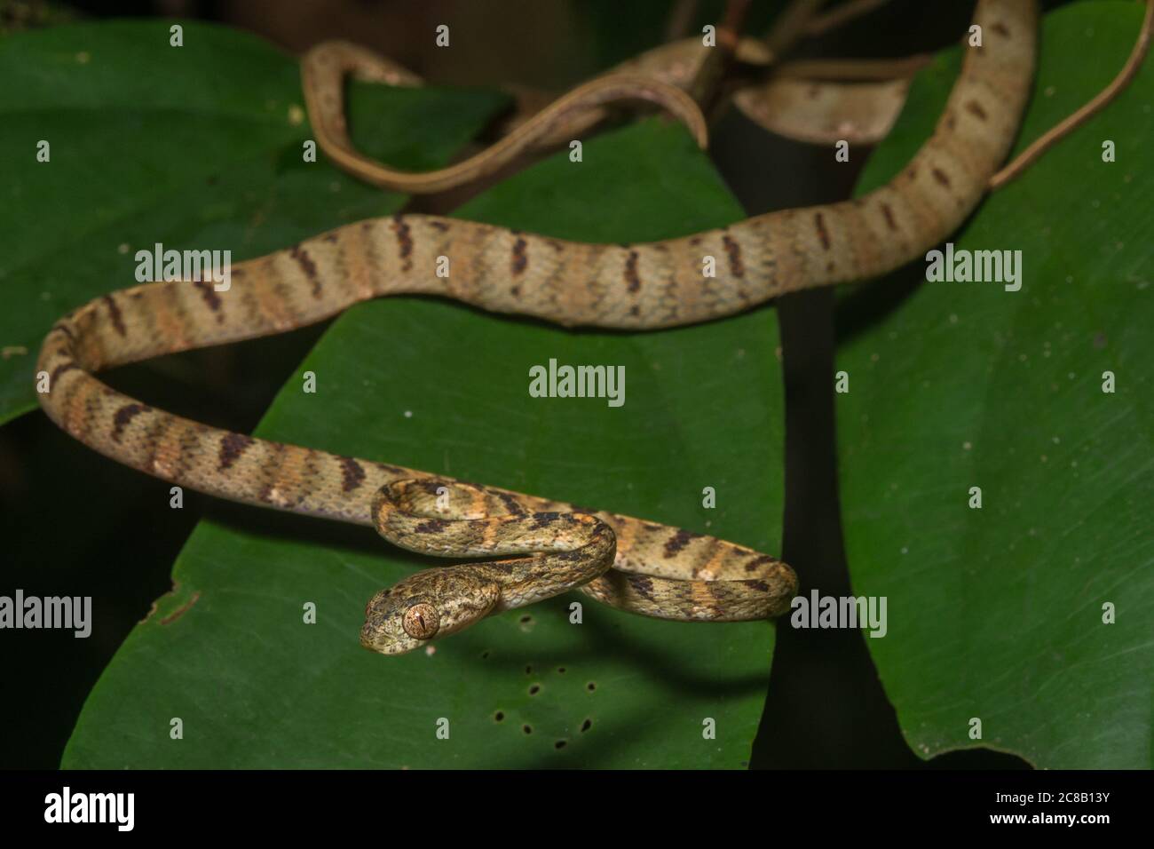 Un giovane serpente bianco macchiato gatto (Boiga drapapiezii) dal Borneo malese nel Sud-est asiatico. Foto Stock