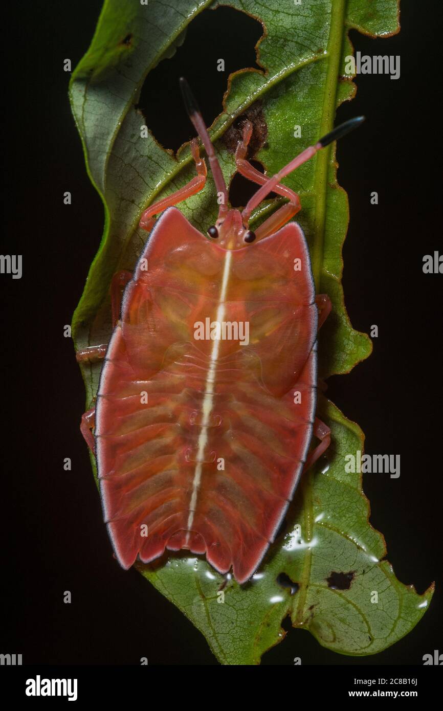 Una gigantesca ninfa di Bug Shield (Pycanum Alternatum) dalla foresta pluviale del Borneo. Foto Stock