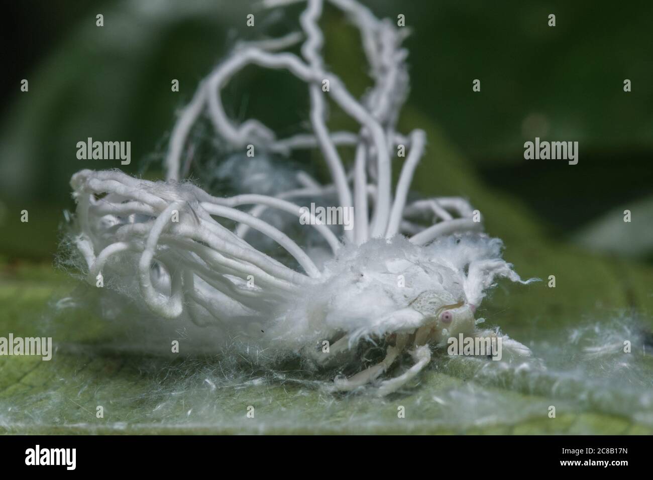 Un primo piano di una ninfa di una ninfa plantopper. Foto Stock