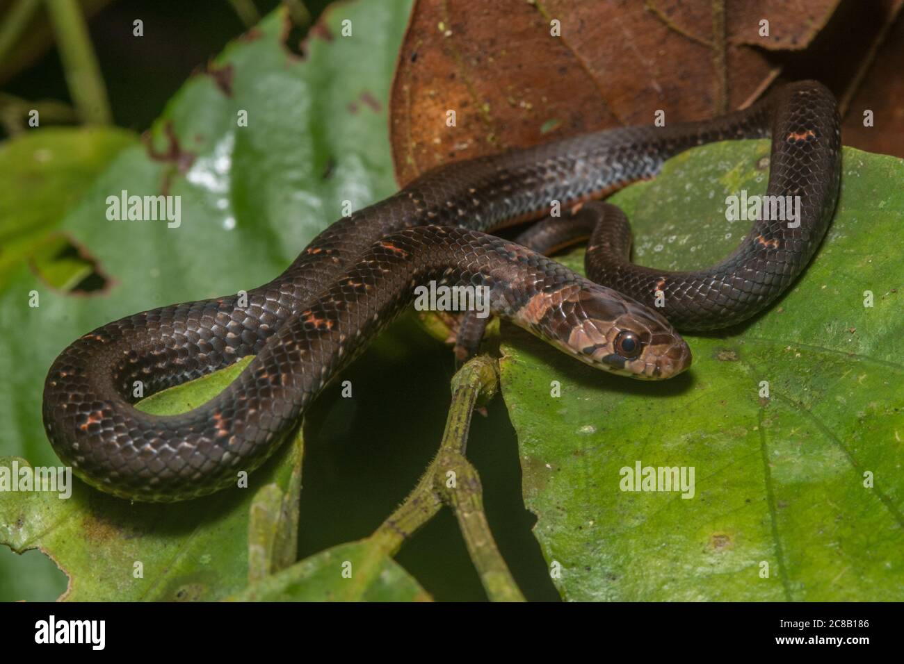 Serpente di Kukri (Olivodon everetti), una piccola specie non venosa di serpente che vive nella foresta pluviale del Borneo. Foto Stock