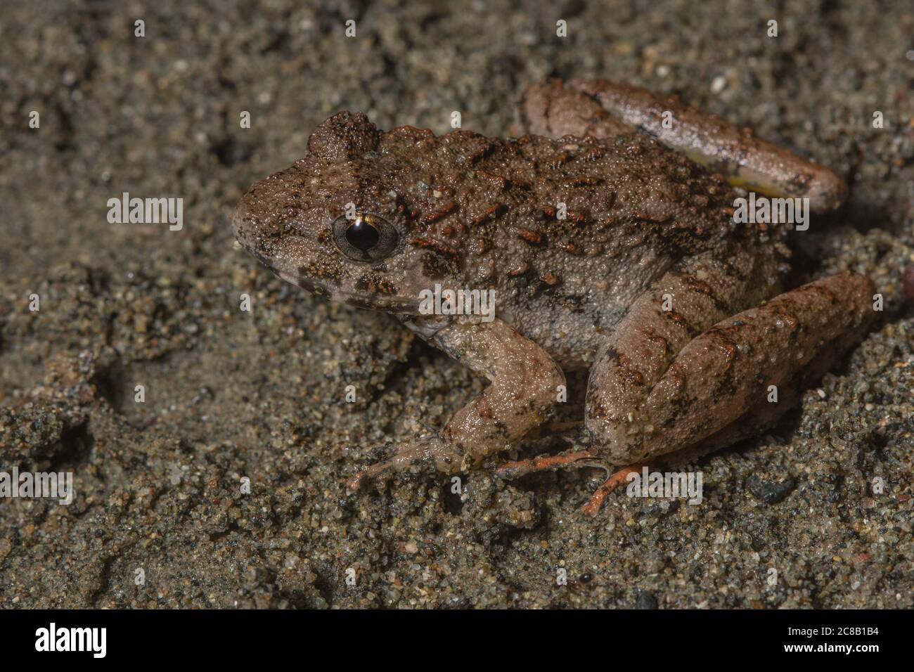 Rana Guardiana grezza (Limonectes finchi) una specie di rana che si trova nelle foreste del Borneo. Foto Stock