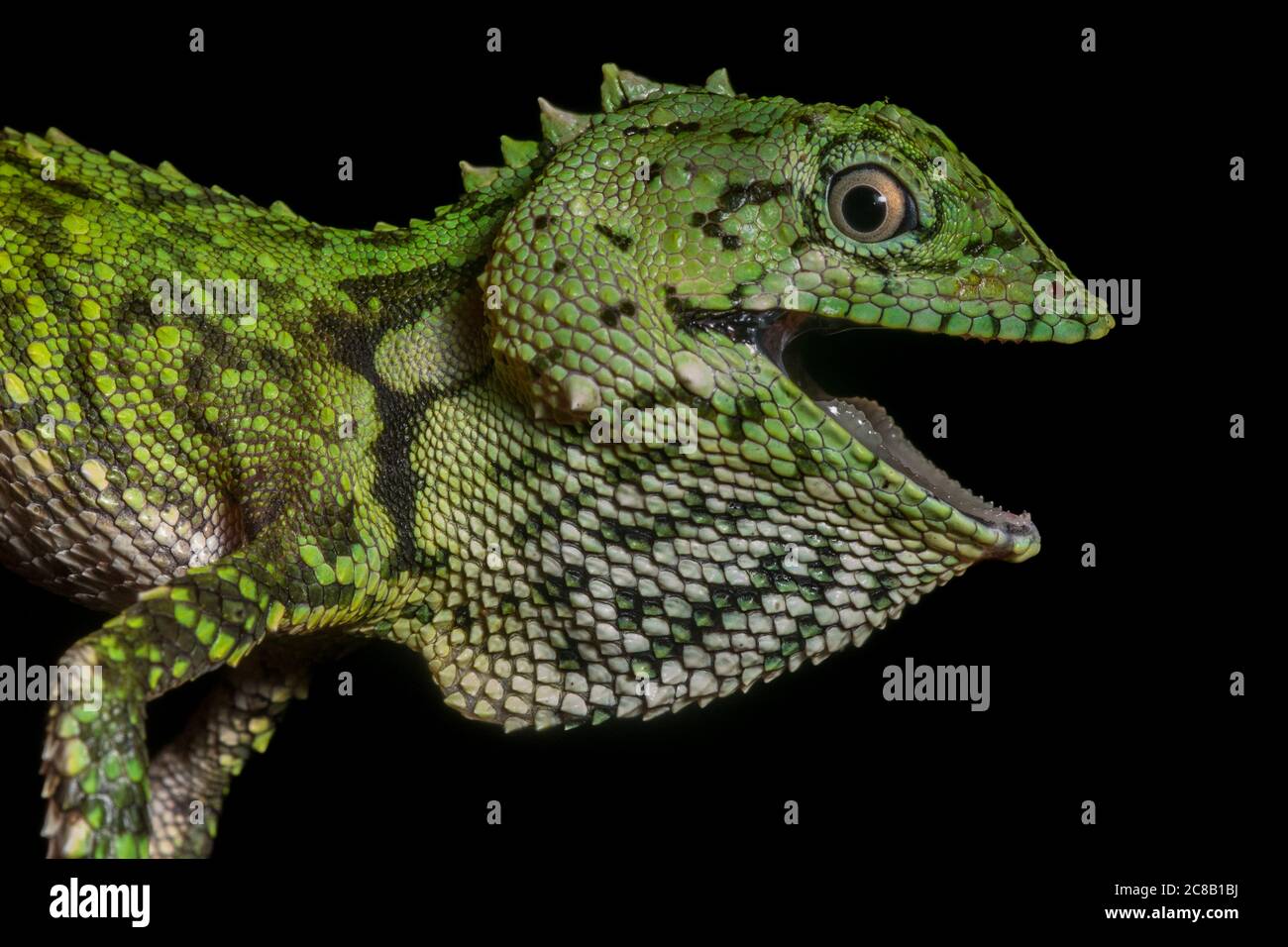 Eyebrow Lizard di Mocquard (Phoxophrys cefalum) dalla foresta montana intorno al Parco Nazionale del Monte Kinabalu a Sabah, Malesia, Borneo. Foto Stock