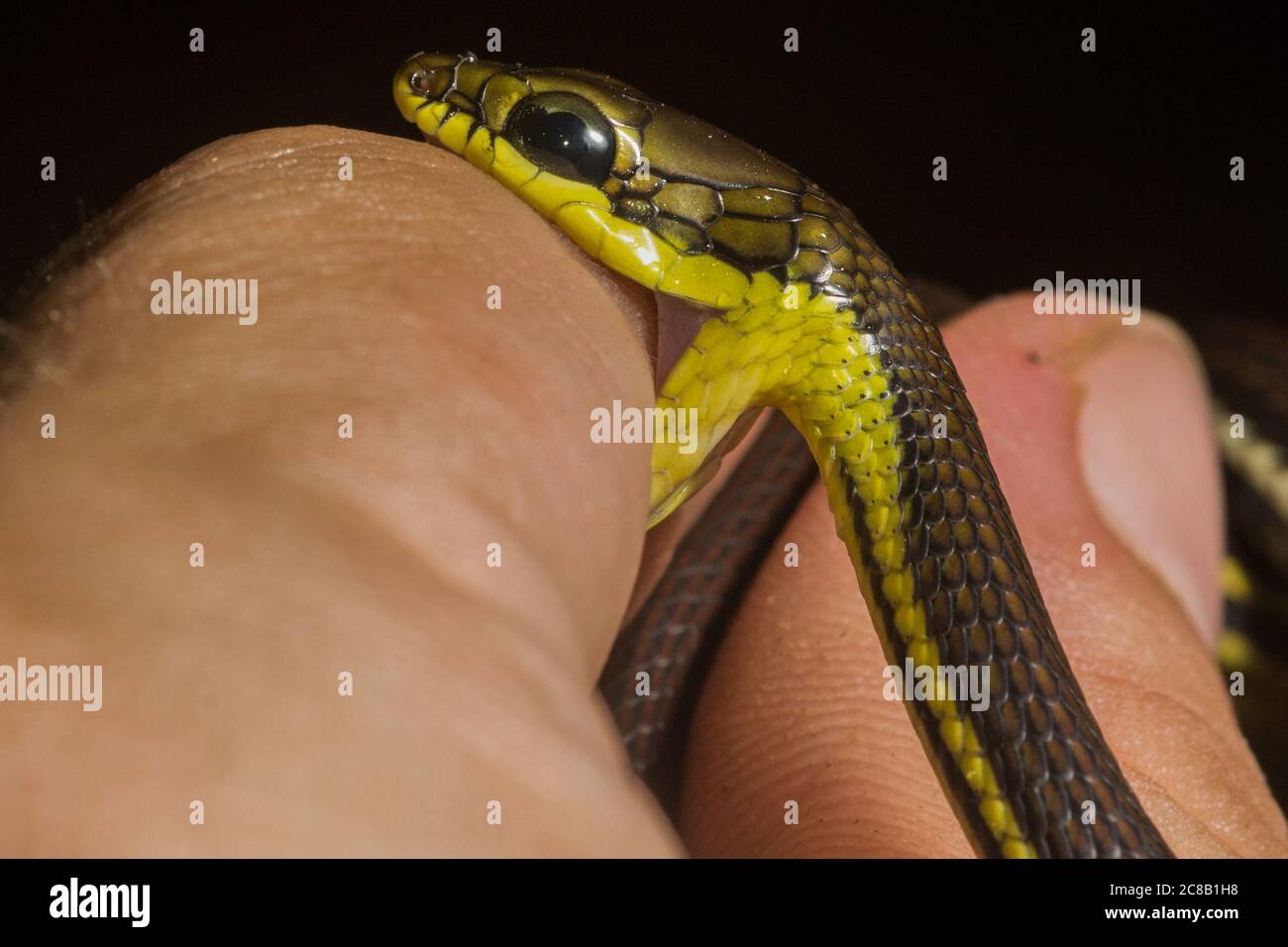 Un piccolo serpente di albero bronzeback (Dendrelaphis) difendendosi e mordendo la mano che lo tiene. Foto Stock