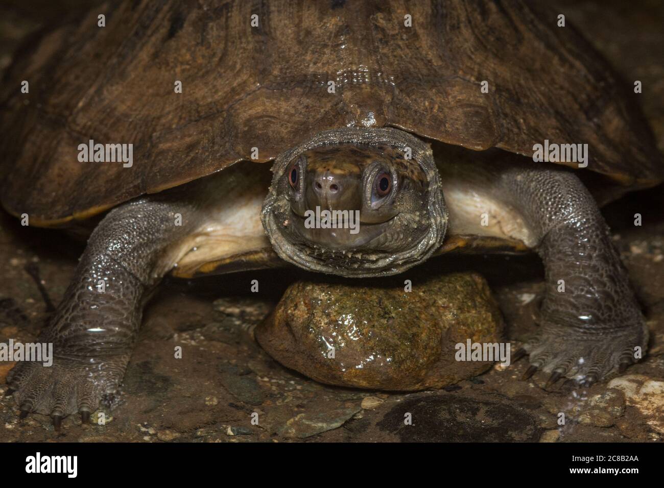 Tartaruga malese a guscio piatto (Notochelys platynota) una specie minacciata di tartaruga che si trova nella foresta pluviale del Sud Est asiatico. Foto Stock