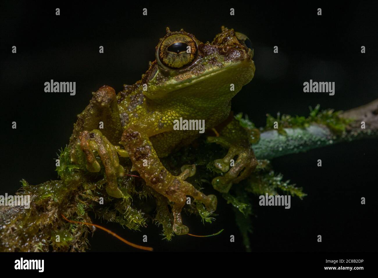 La frana di cespuglio (Philautus everetti/macroscelis) dal Parco Nazionale del Monte Kinabalu nel Borneo Malese. Foto Stock
