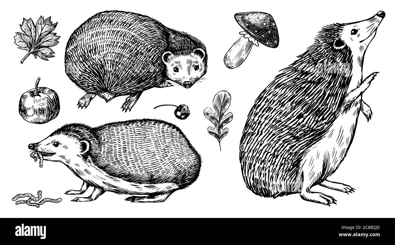 Set di hedgehog. Animale di foresta spinoso. Disegno vintage con incisione vettoriale per etichetta o poster. Illustrazione Vettoriale