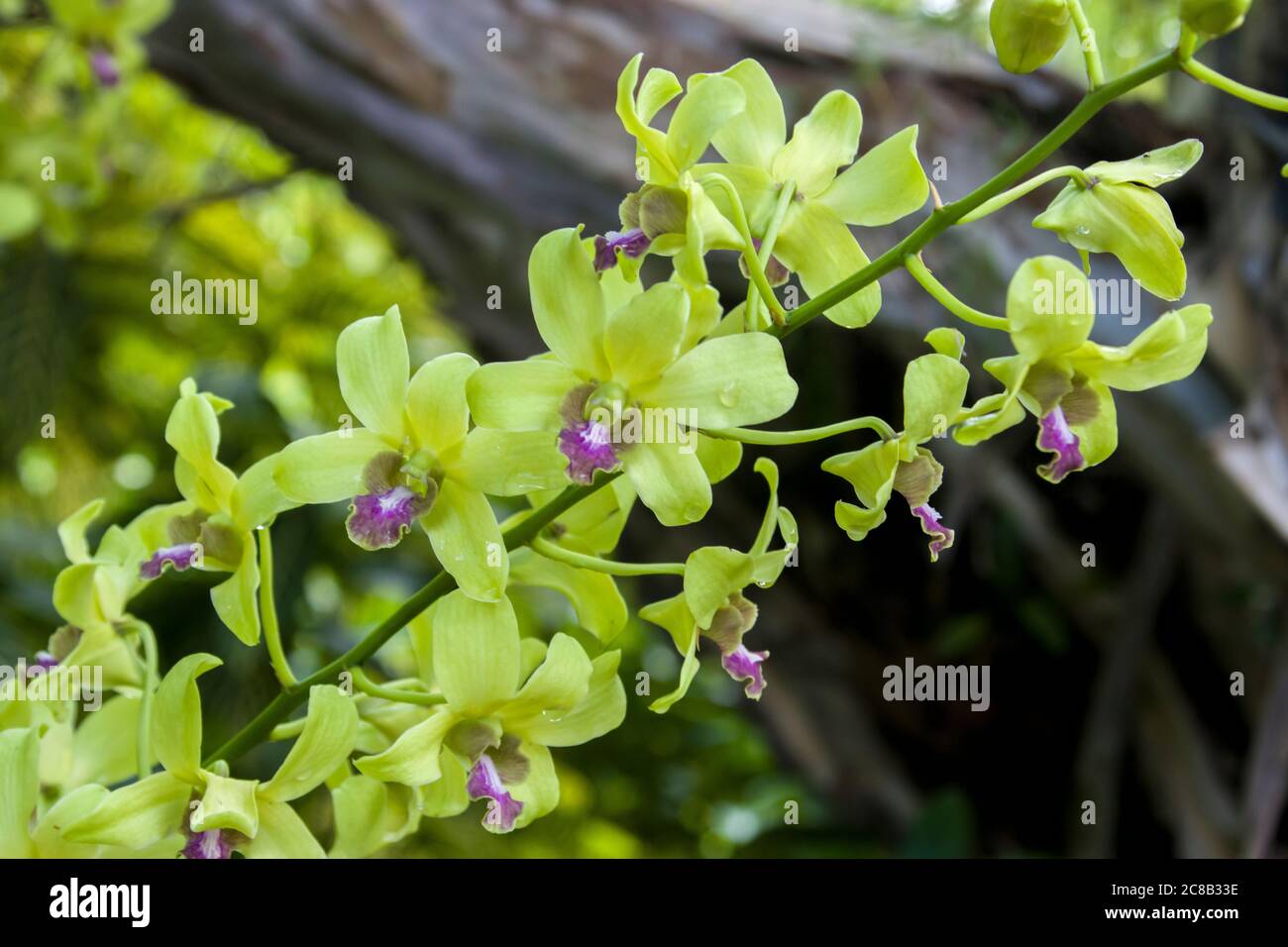 Dendrobium Jean Chretien (Dendrobium Mak See x Dendrobium Anching Lubag), prende il nome dal Jean Chretien, primo ministro del Canada Foto Stock