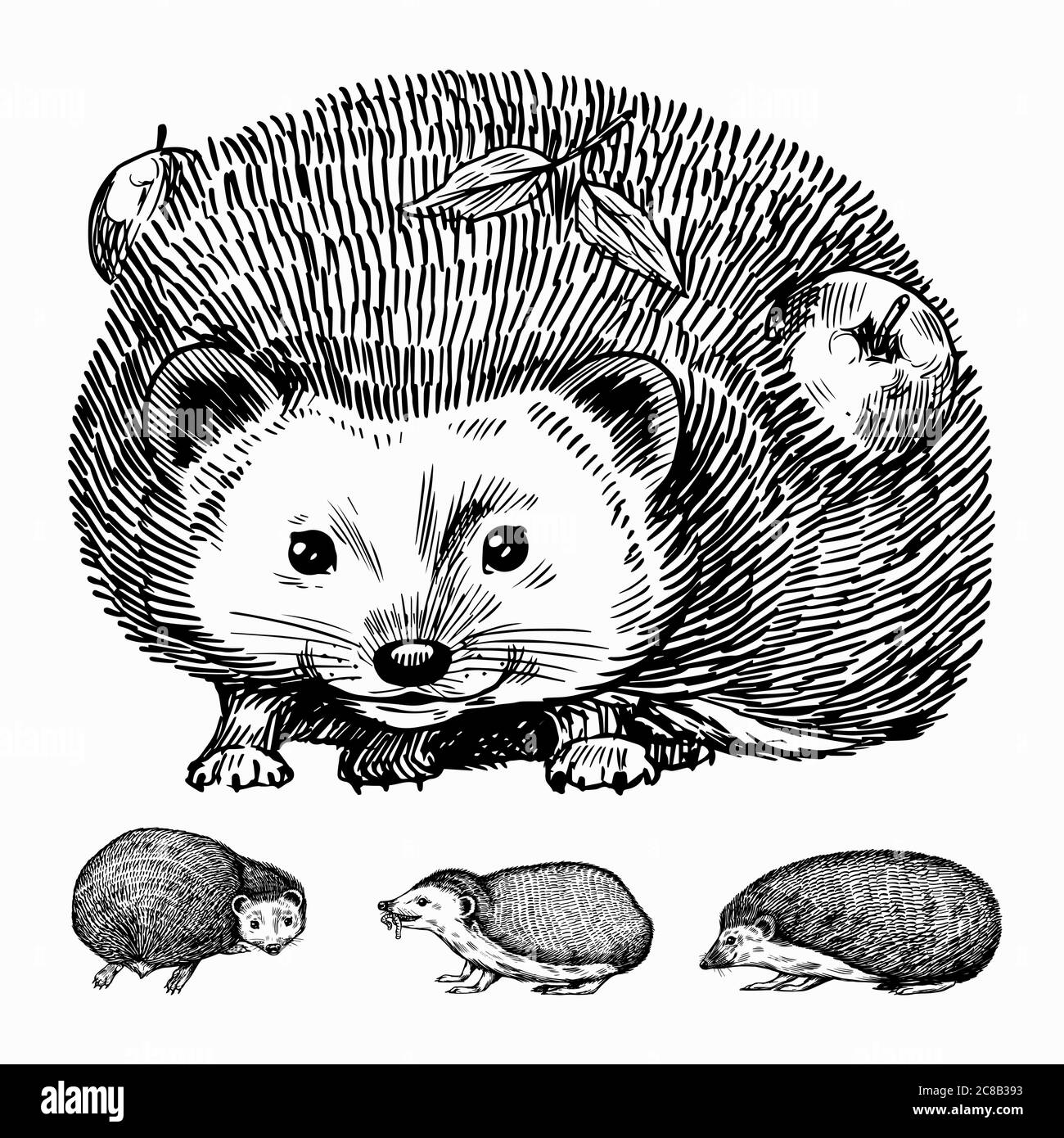 Set di hedgehog. Animale di foresta spinoso. Disegno vintage con incisione vettoriale per etichetta o poster. Illustrazione Vettoriale