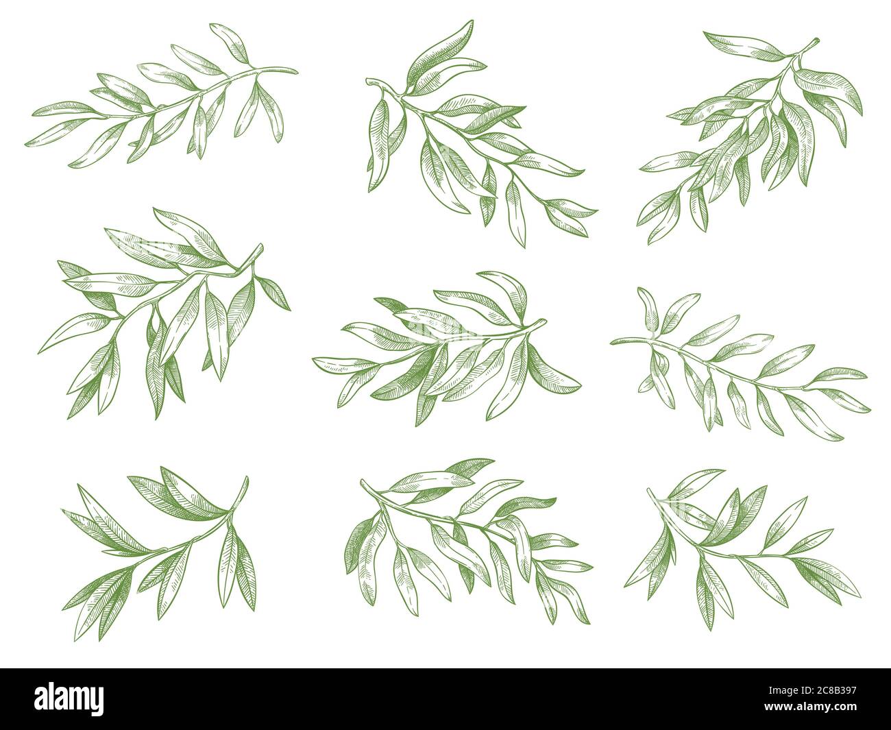 Rami di olive. Verde greco olive ramo albero con foglie decorative disegnate a mano vettore disegno illustrazione set. Incisi verde maturo naturale e organo Illustrazione Vettoriale