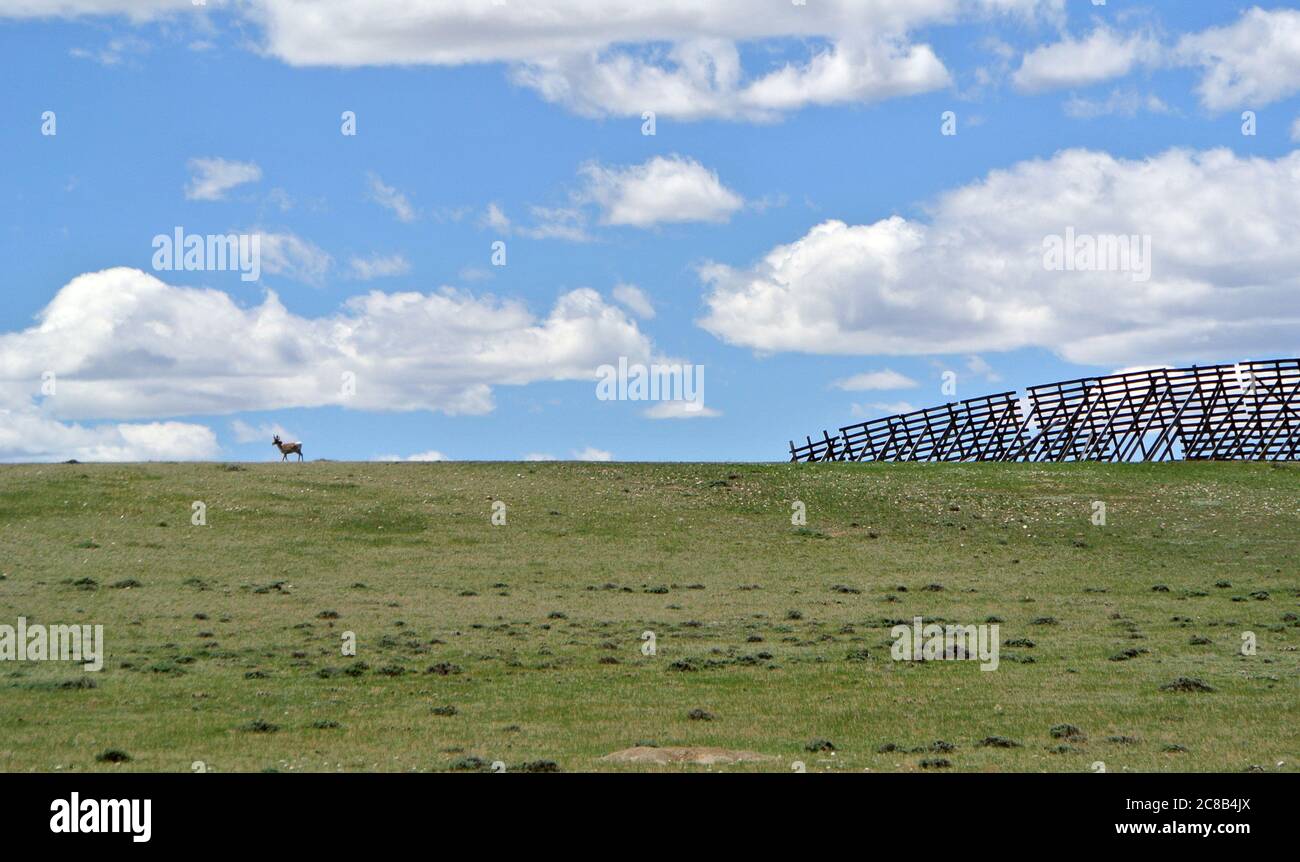 lone elk pascola sul paesaggio del ranch usa del nebraska con barriera recinzione da neve Foto Stock