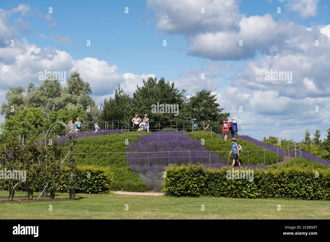 Vista del monte con lavanda e rosmarino presso i giardini RHS Wisley, Surrey, Inghilterra Foto Stock