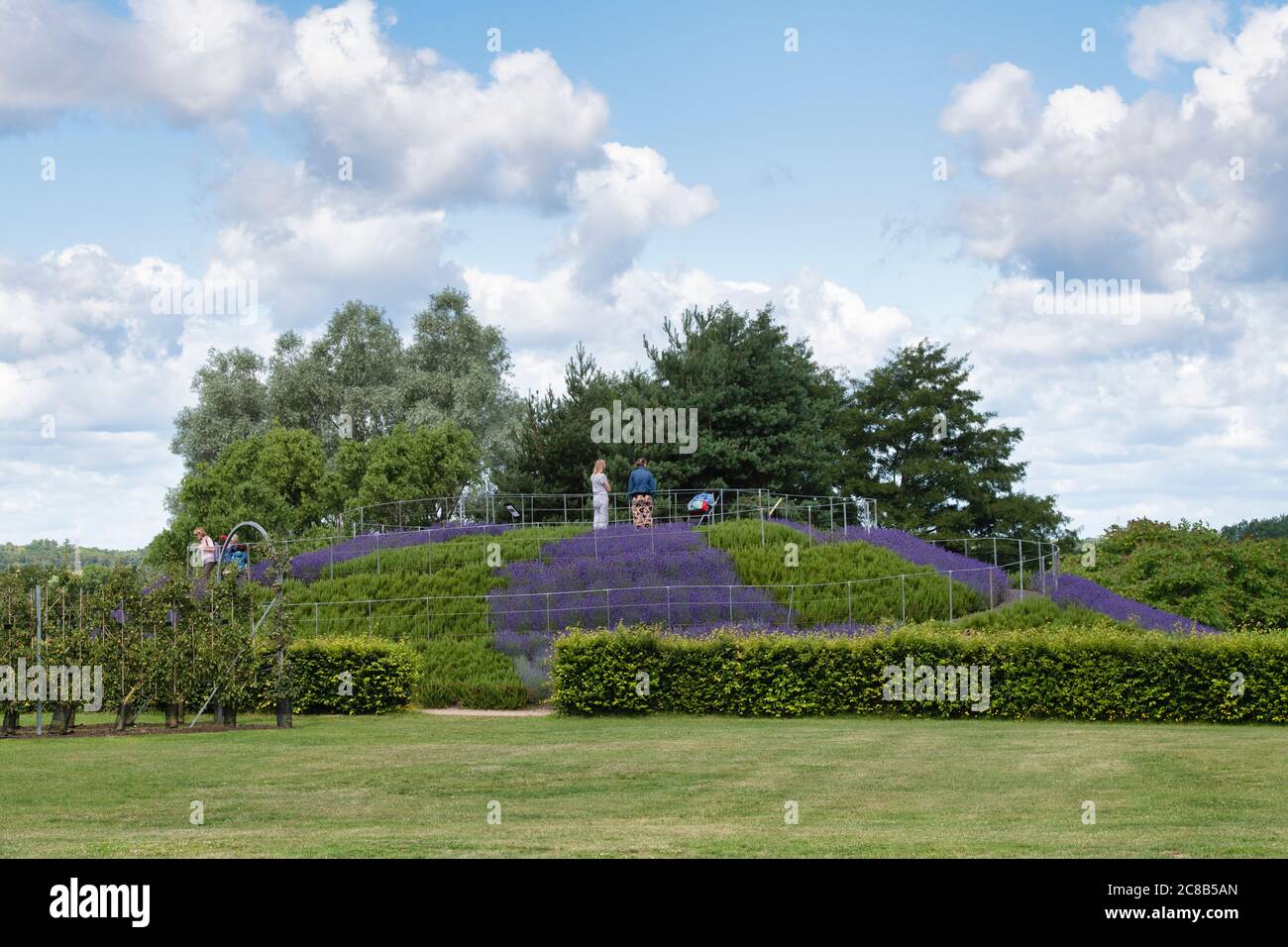 Vista del monte con lavanda e rosmarino presso i giardini RHS Wisley, Surrey, Inghilterra Foto Stock