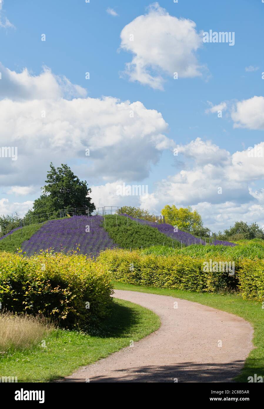 Vista del monte con lavanda e rosmarino presso i giardini RHS Wisley, Surrey, Inghilterra Foto Stock