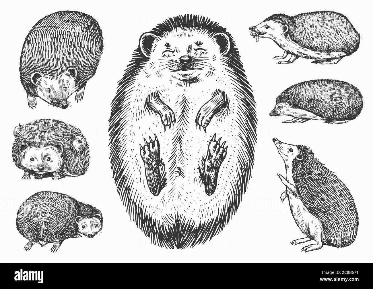 Set di hedgehog. Animale di foresta spinoso. Disegno vintage con incisione vettoriale per etichetta o poster. Illustrazione Vettoriale