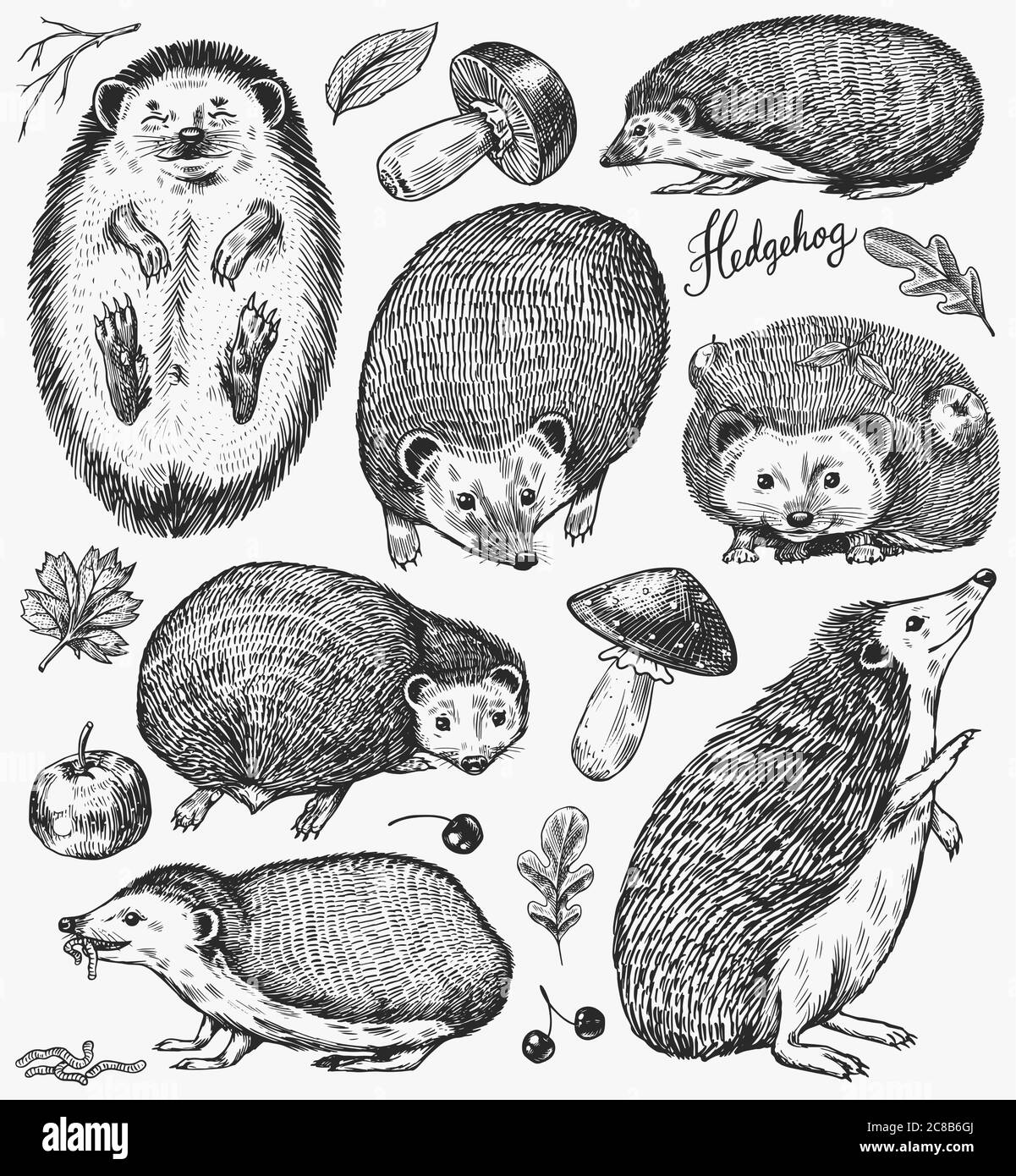 Set di hedgehog. Animale di foresta spinoso. Disegno vintage con incisione vettoriale per etichetta o poster. Illustrazione Vettoriale