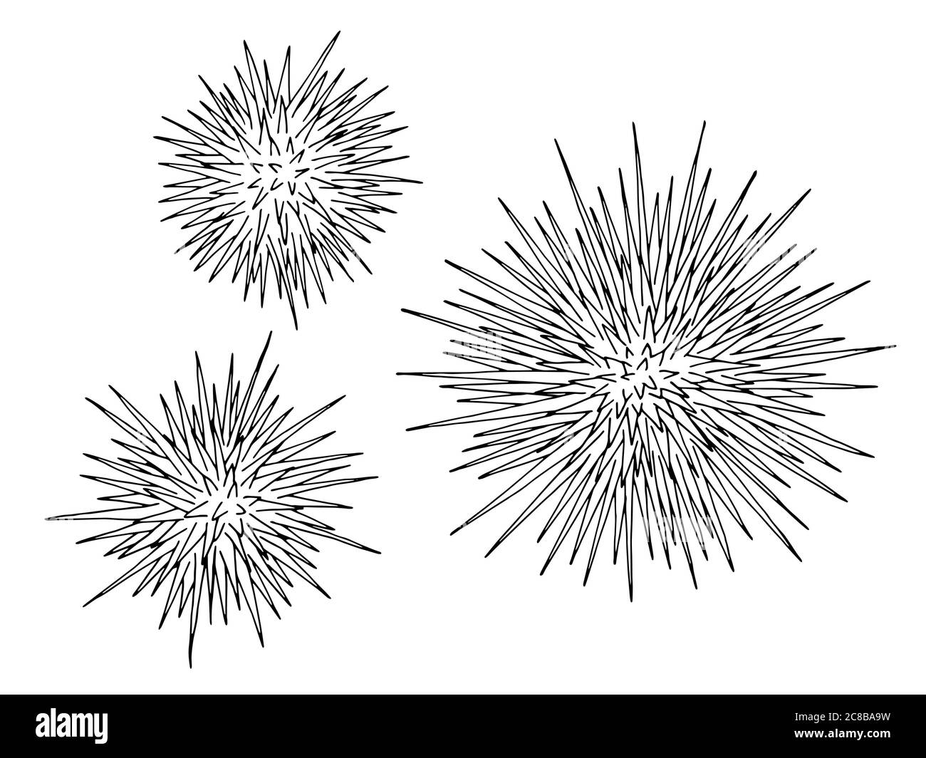 Ricci di mare echinus insieme grafico nero bianco vettore di illustrazione isolato Illustrazione Vettoriale