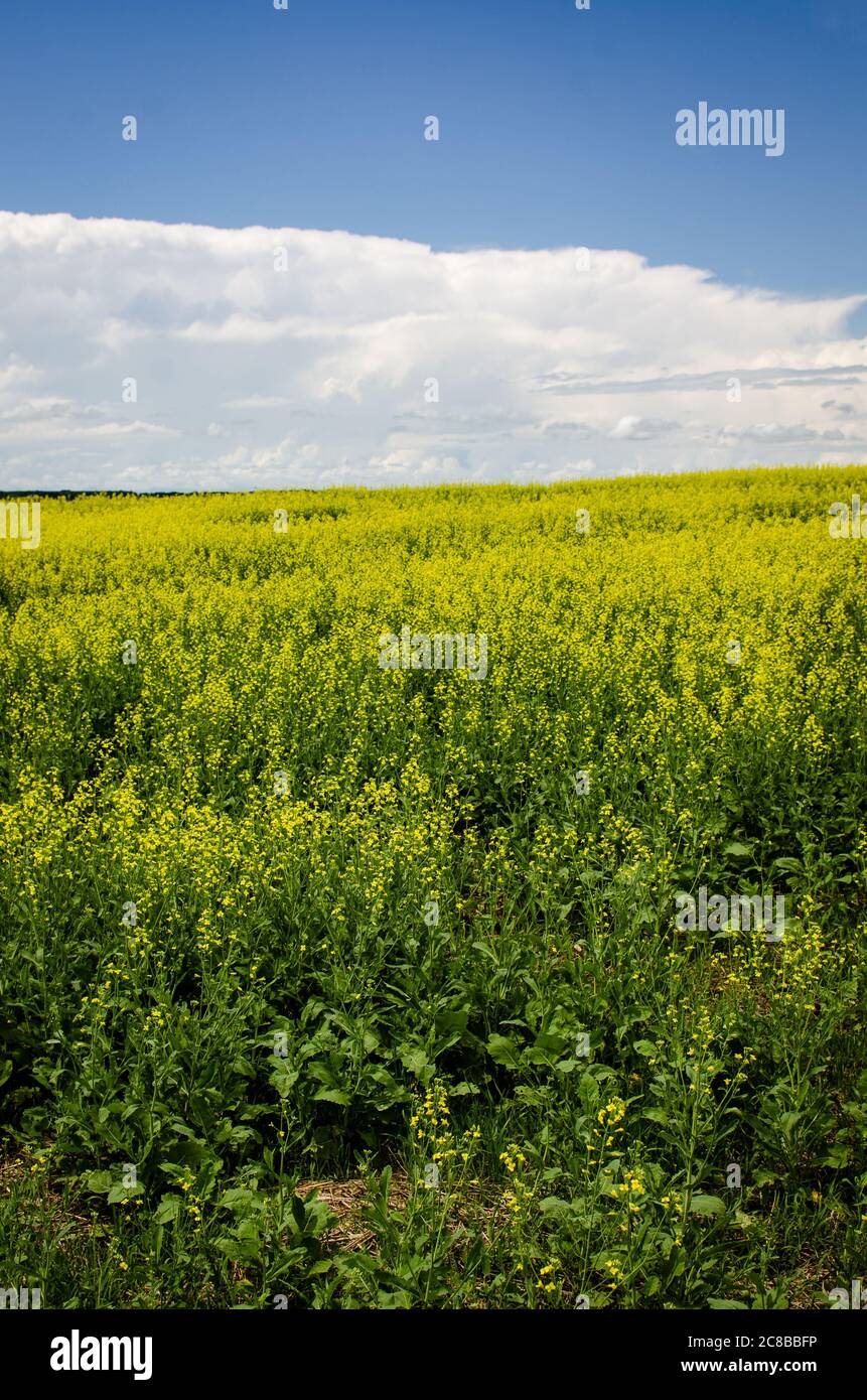 Campi di canola gialli vivaci nella campagna di Manitoba, Canada Foto Stock