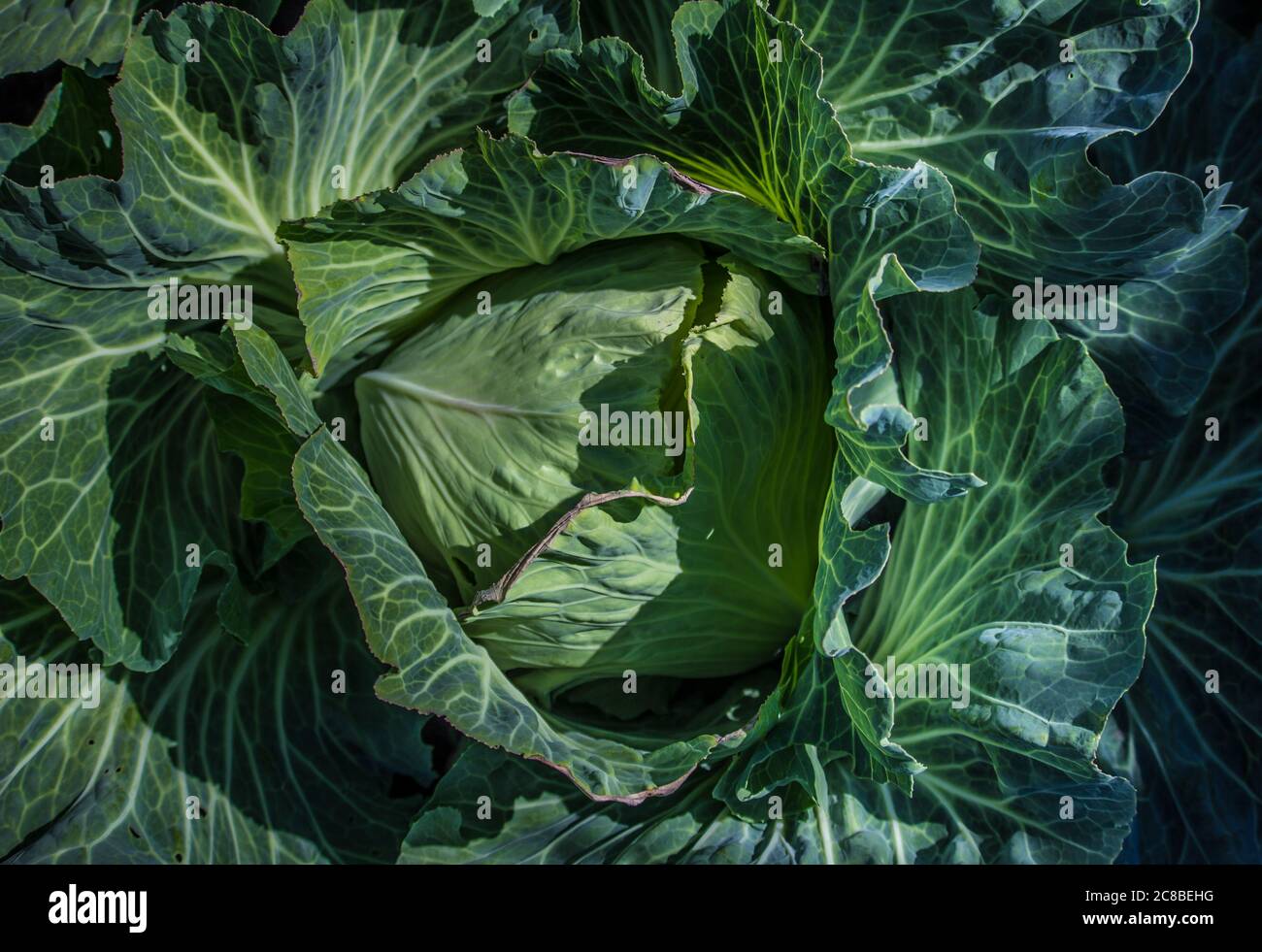 Telaio completo di cavolo Foto Stock