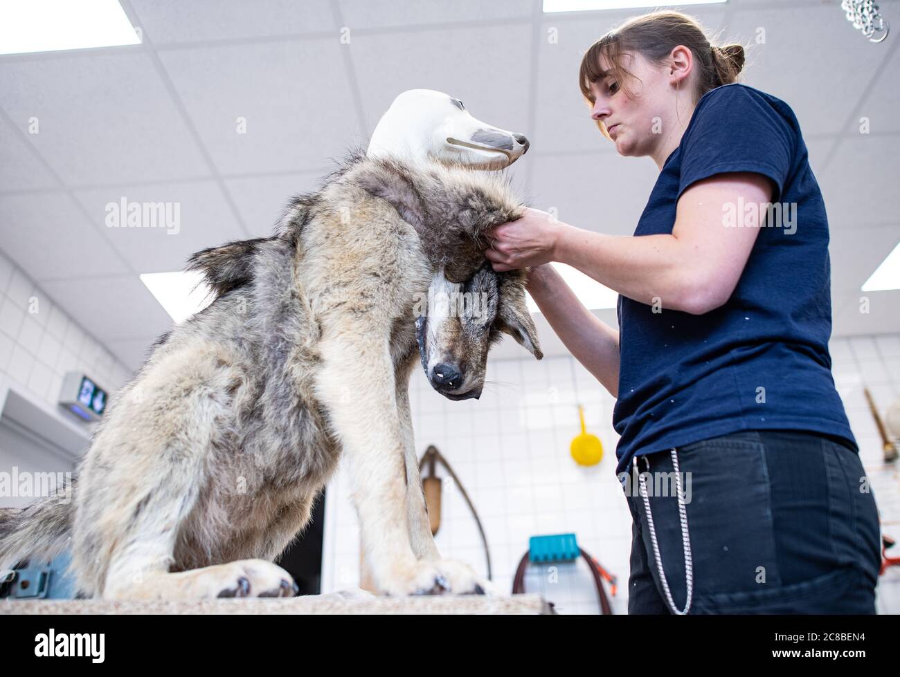 22 luglio 2020, Renania Settentrionale-Vestfalia, Münster: Jacqueline Winkler, tassidermista al Museo di Storia Naturale LWL, sta tassidermising un lupo maschile di due o tre anni che è morto in un incidente d'auto nel Nord Reno-Westfalia. Foto: Guido Kirchner/dpa Foto Stock