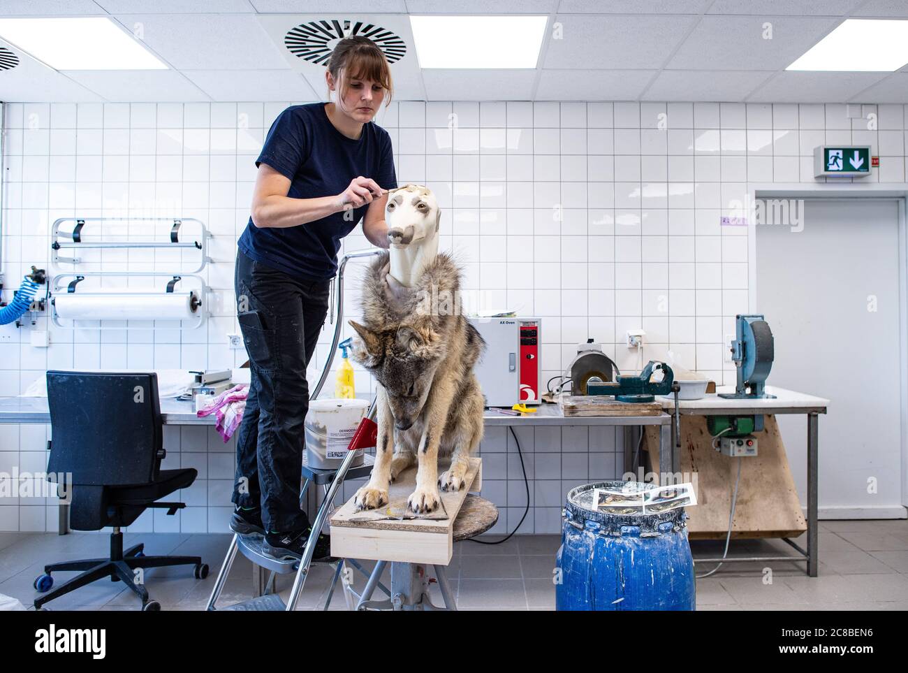 22 luglio 2020, Renania Settentrionale-Vestfalia, Münster: Jacqueline Winkler, tassidermista al Museo di Storia Naturale LWL, sta tassidermising un lupo maschile di due o tre anni che è morto in un incidente d'auto nel Nord Reno-Westfalia. Foto: Guido Kirchner/dpa Foto Stock