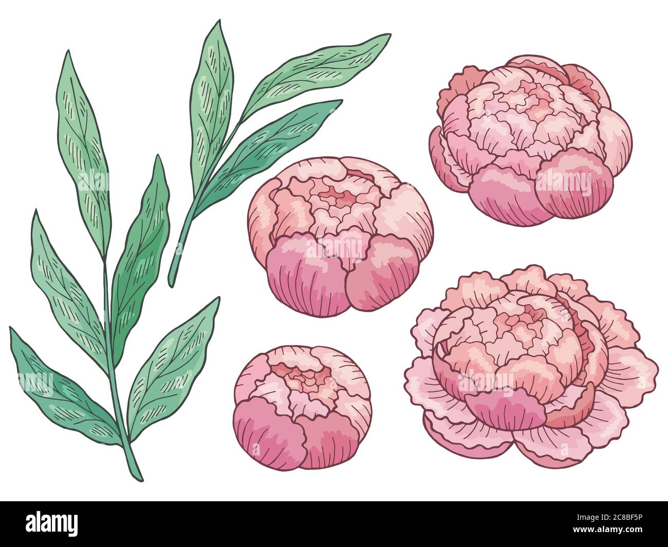 Colore grafico fiore Peony colore isolato disegno insieme vettore Illustrazione Vettoriale