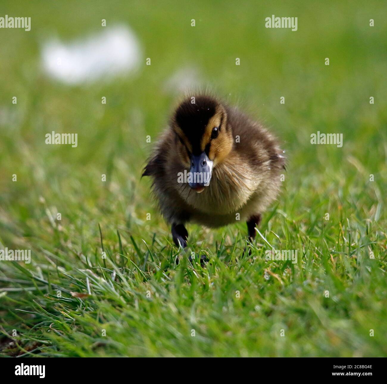 Anatroccoli Mallard esplorando il fiume Foto Stock