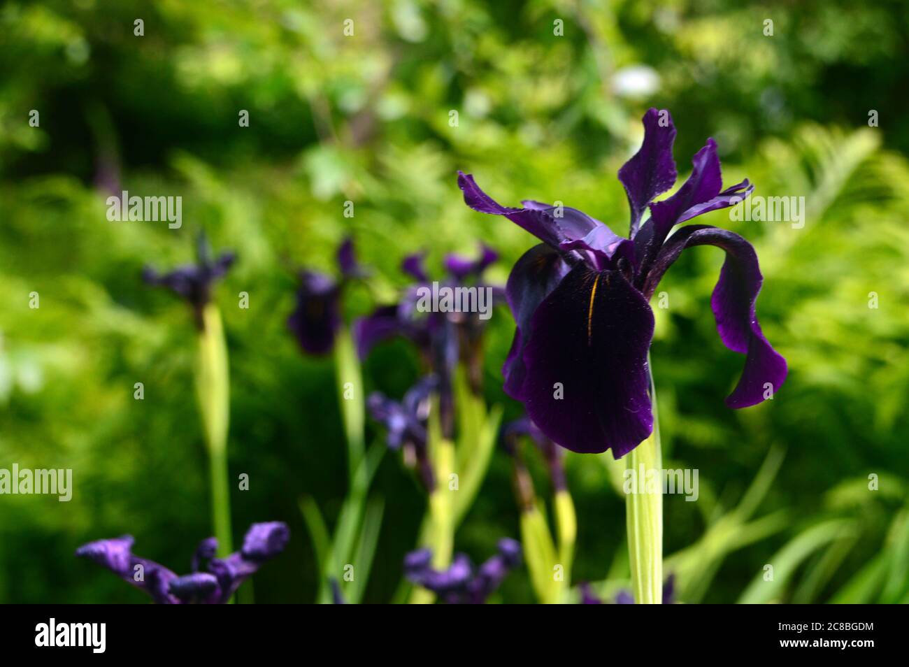 Single Iris Chryskographes (Black Flowed Siberian Iris) fiori coltivati nei confini a RHS Garden Harlow Carr, Harrogate, Yorkshire, Inghilterra, UK. Foto Stock