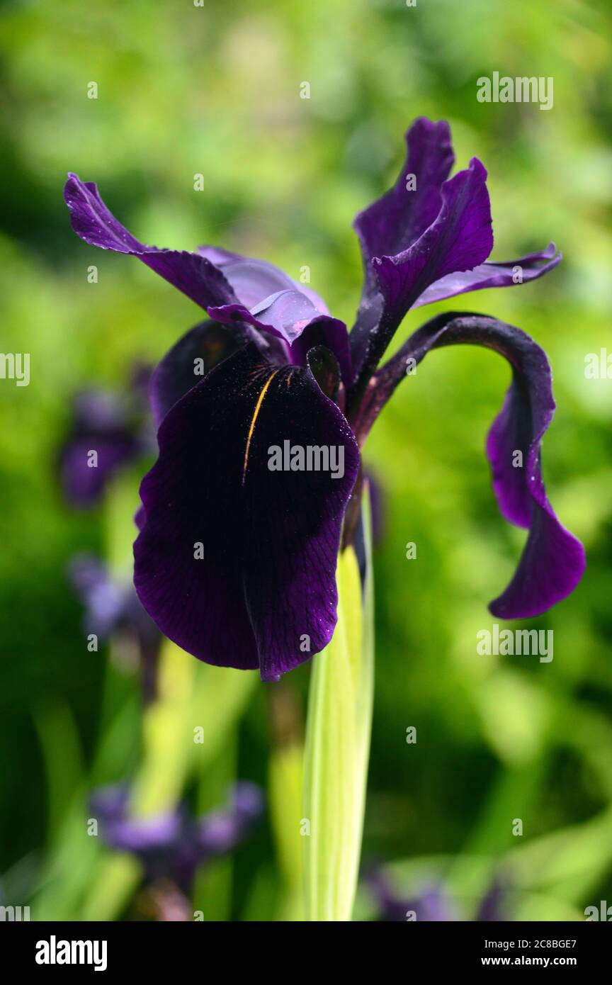 Single Iris Chryskographes (Black Flowed Siberian Iris) fiori coltivati nei confini a RHS Garden Harlow Carr, Harrogate, Yorkshire, Inghilterra, UK. Foto Stock