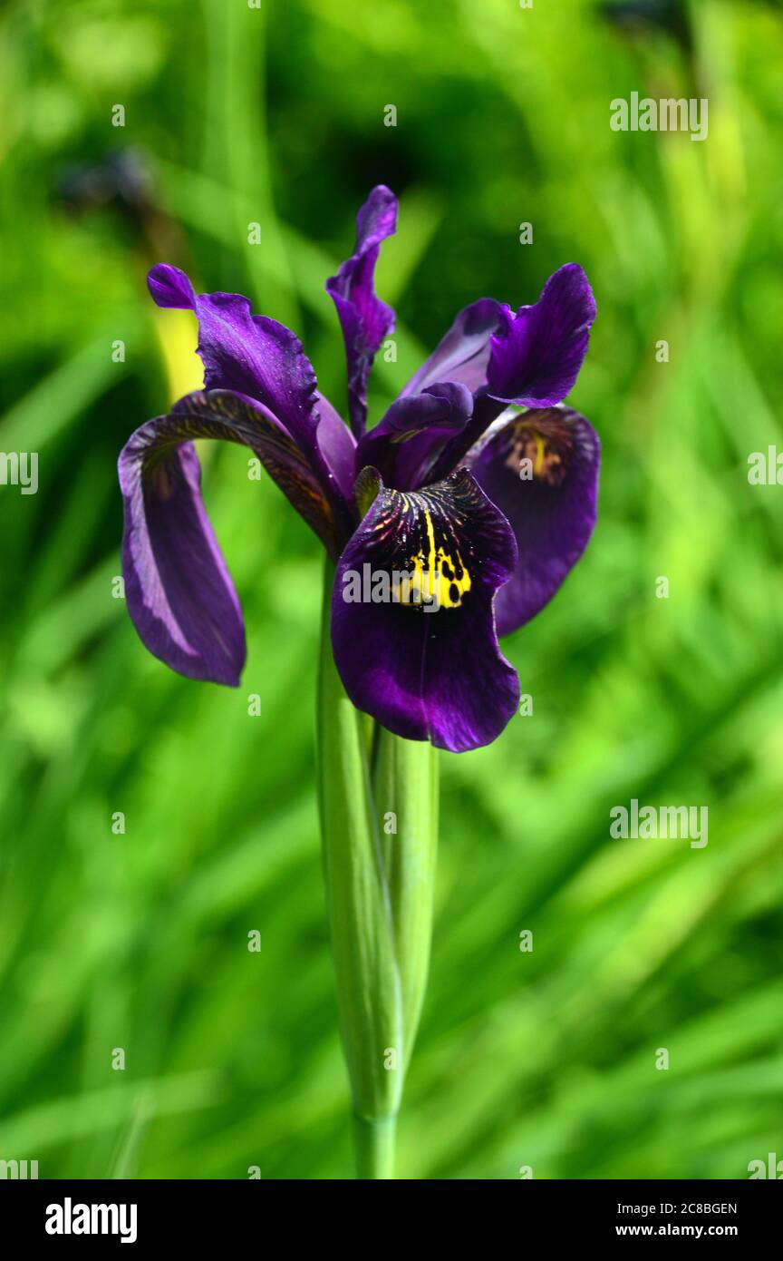Single Iris Chryskographes (Black Flowed Siberian Iris) fiori coltivati nei confini a RHS Garden Harlow Carr, Harrogate, Yorkshire, Inghilterra, UK. Foto Stock