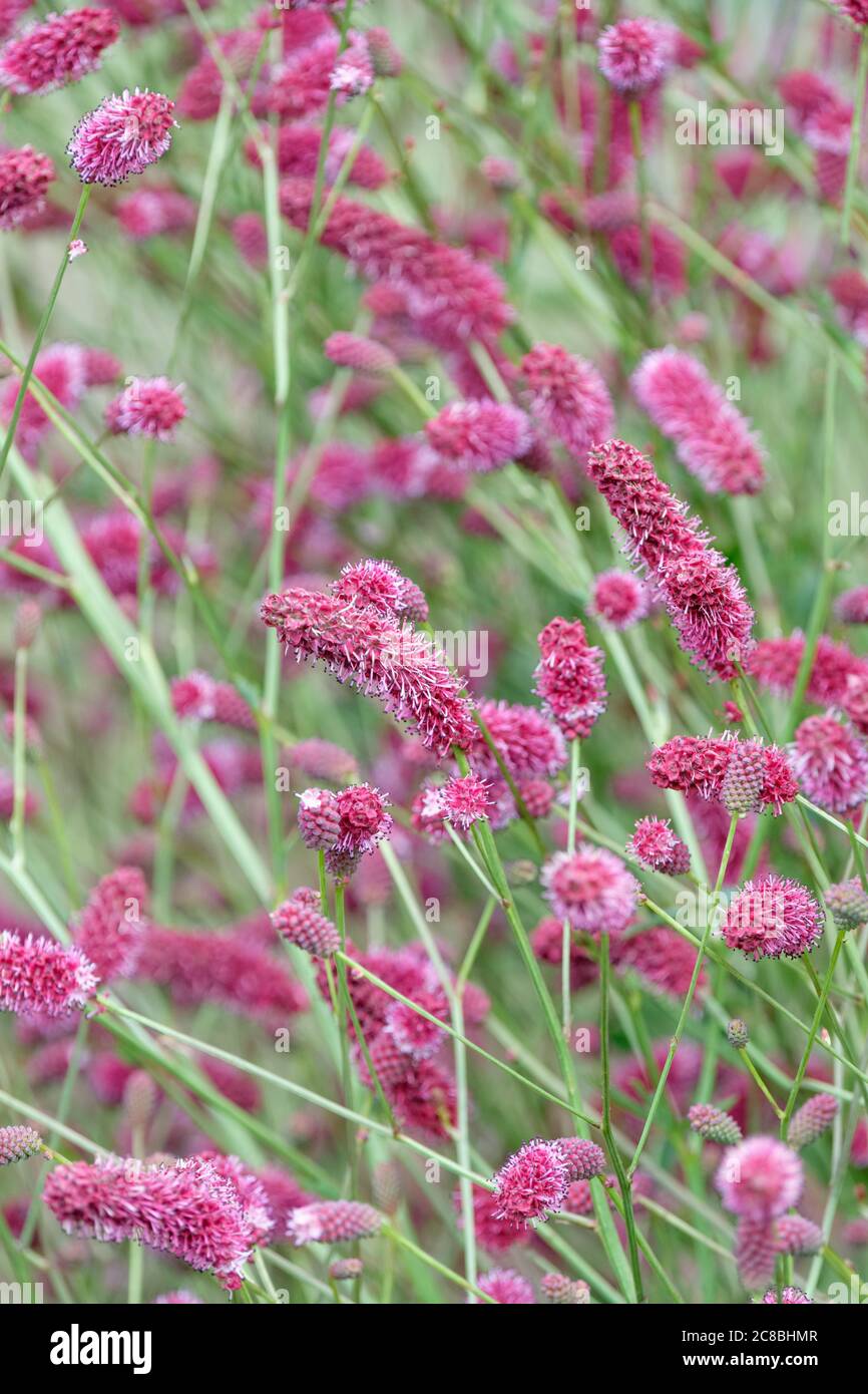 I fiori di bastone di drago di Sanguisorba 'Raspberry coulis'. Burnet "Raspberry coulis" Foto Stock