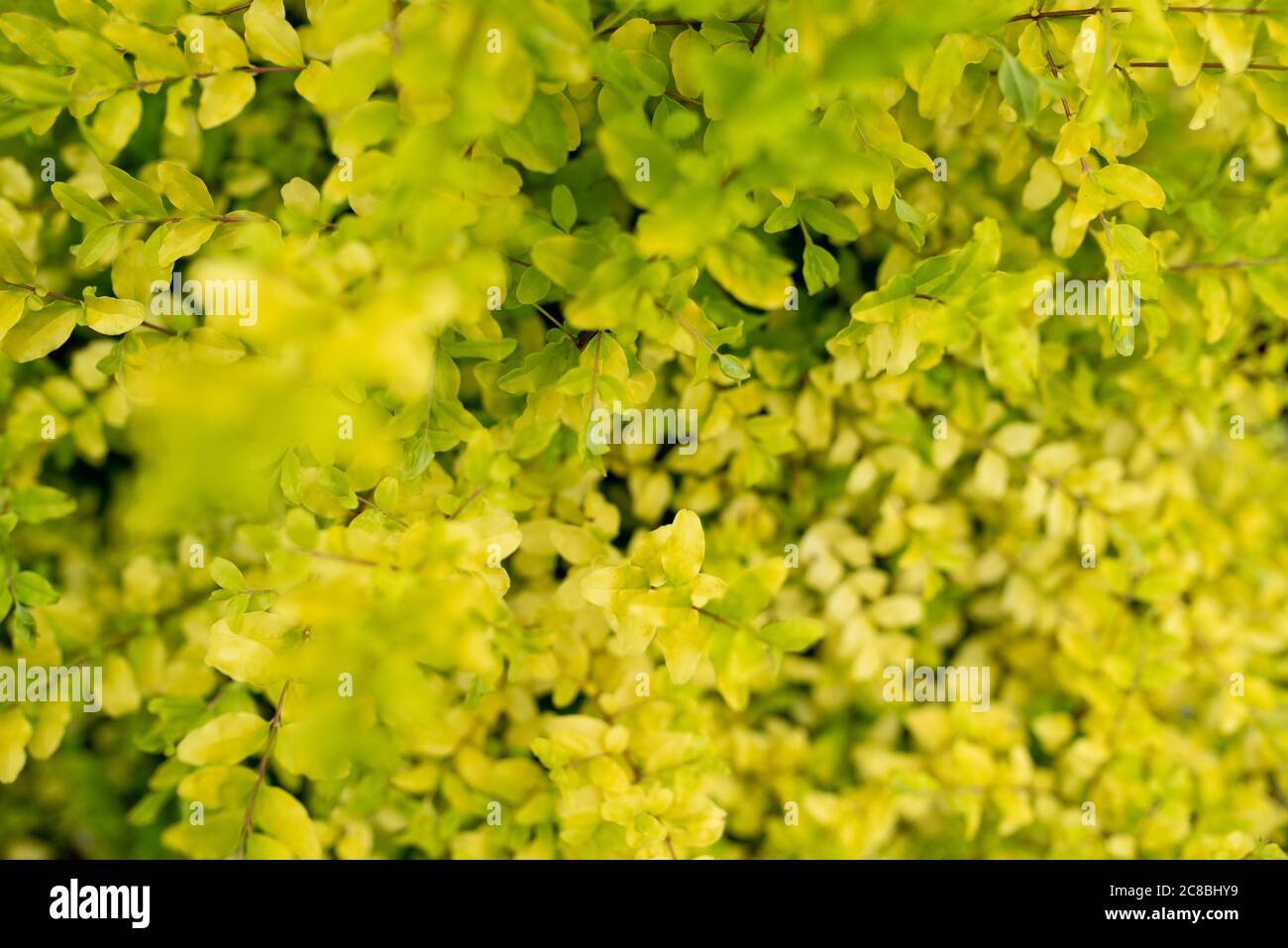 Ligustrum del sole, un piccolo arbusto decorativo privet con sfondo giallo brillante e foglie di lime Foto Stock