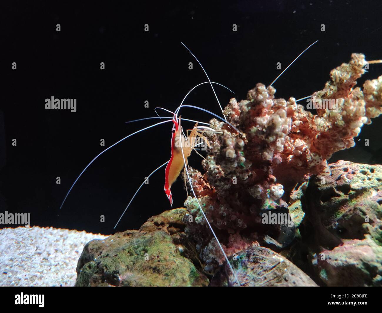 I piccoli gamberi vicino al corallo trovano cibo nell'acquario Foto Stock