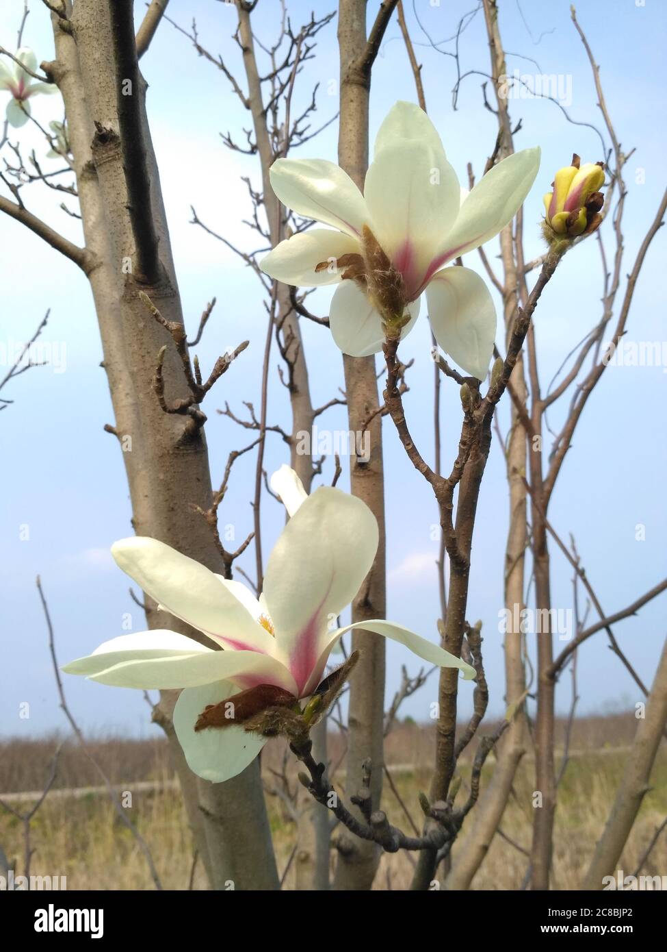 magnolia bianca con fondo rosso fiorito senza foglie ancora non esce; il tronco ha piccoli germogli su di esso Foto Stock