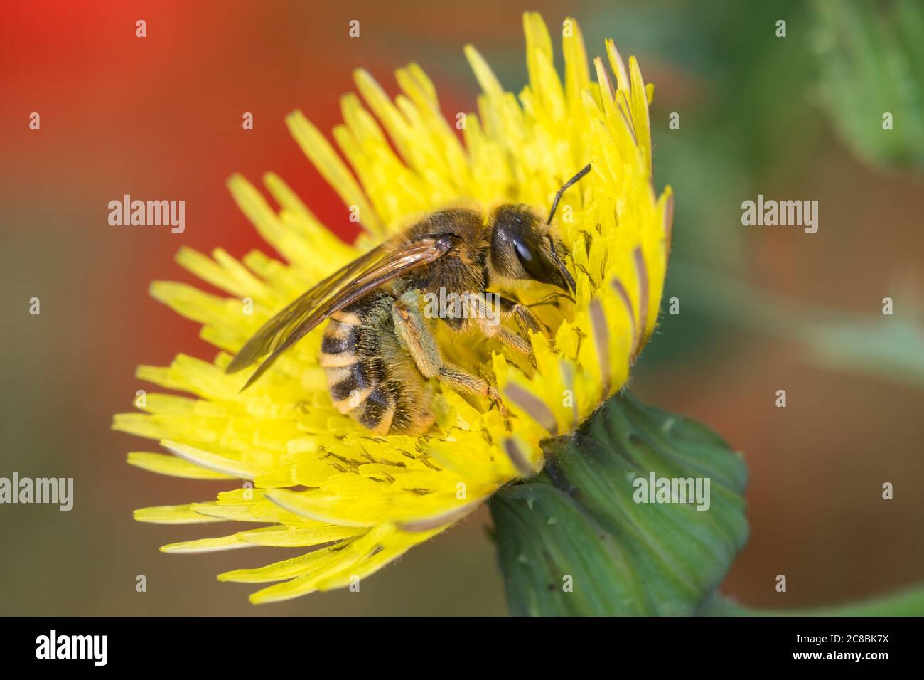 Gelbbindige Furchenbiene, Weibchen, Halictus scabiosae, Grande solco-ape, femmina, Schmalbienen, Furchenbienen, Halictidae, Blütenbesuch an Gäns Foto Stock