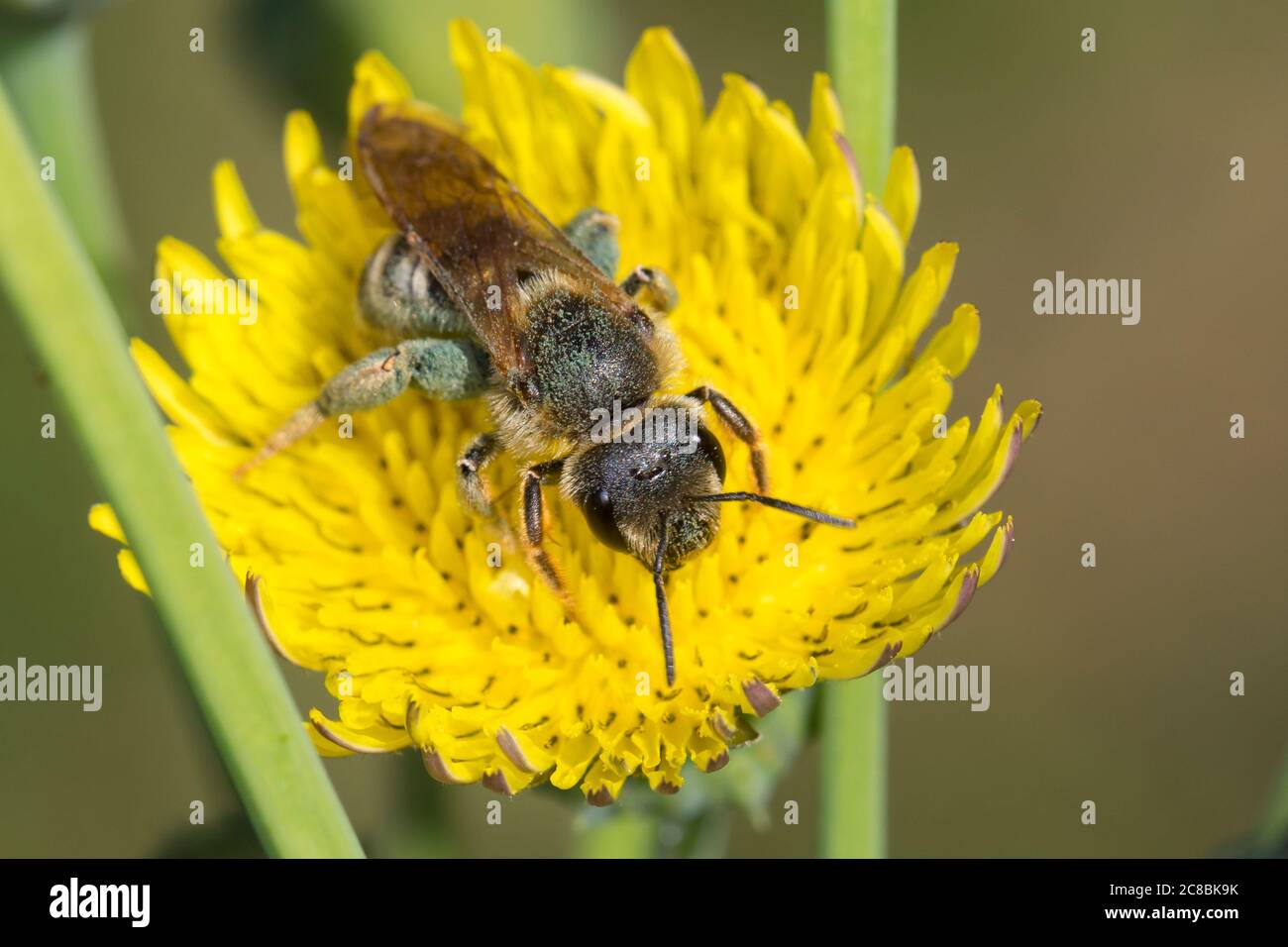 Gelbbindige Furchenbiene, Weibchen, Halictus scabiosae, Grande solco-ape, femmina, Schmalbienen, Furchenbienen, Halictidae, Blütenbesuch an Gäns Foto Stock