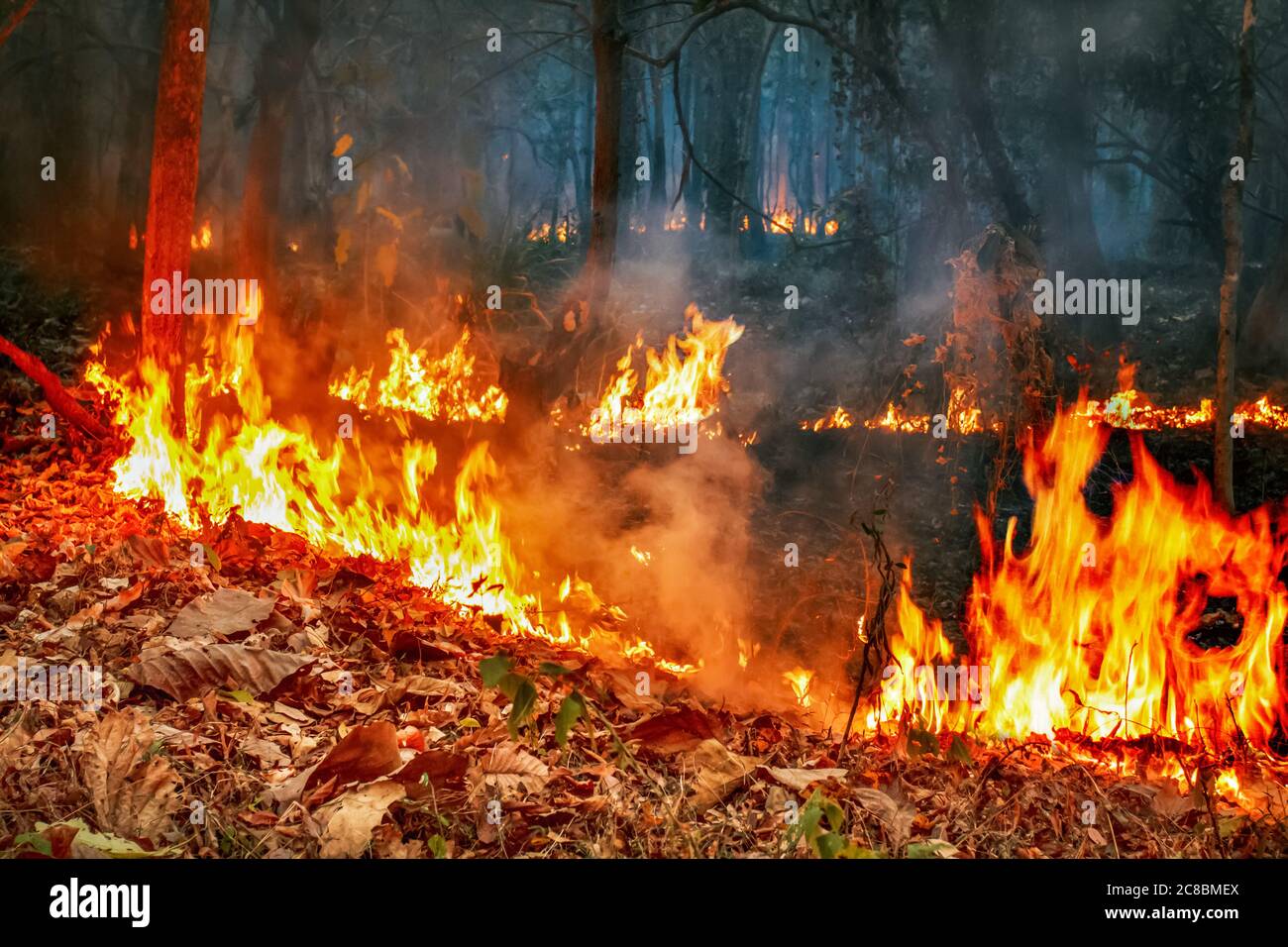 Il disastro della foresta pluviale amazzonica è in fiamme a un ritmo che gli scienziati non hanno mai visto prima. Foto Stock