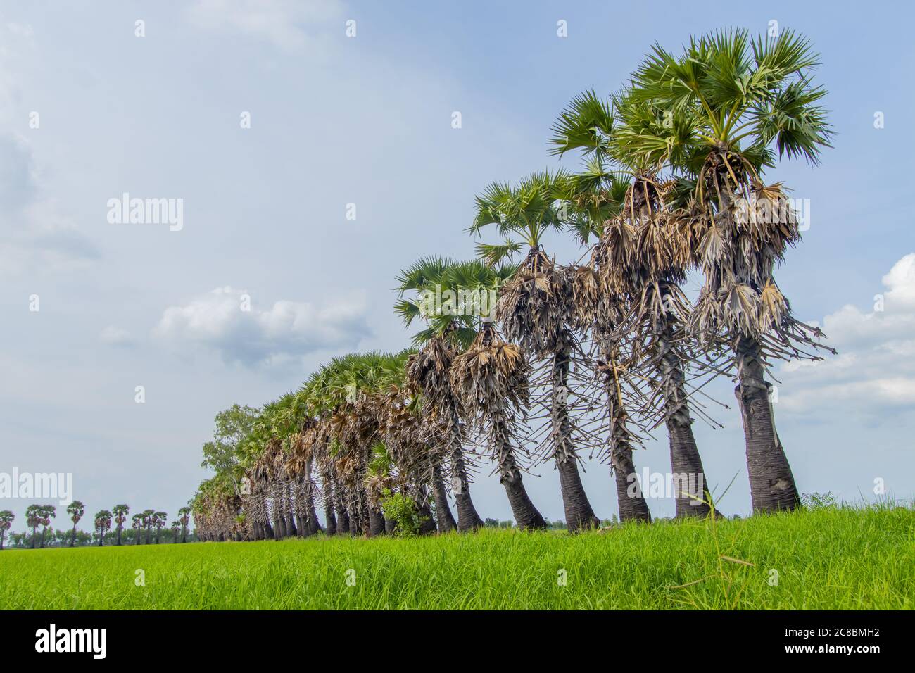 La palma di zucchero nel campo di riso, il riso verde Foto Stock
