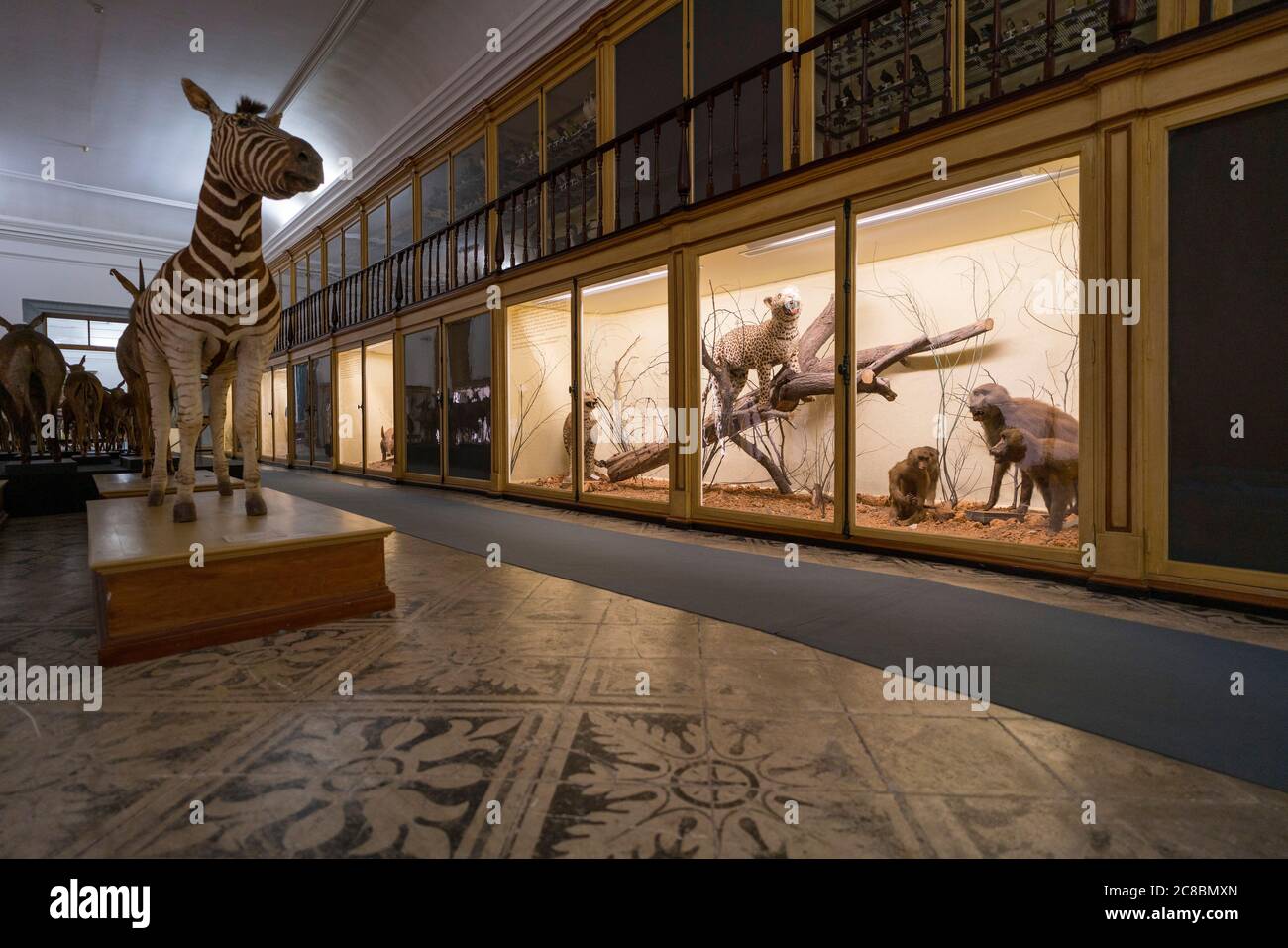 Animali africani farciti al Museo della Scienza dell'Università di Coimbra aka Museu da Ciência da Universidade a Coimbra, Portogallo, Europa Foto Stock