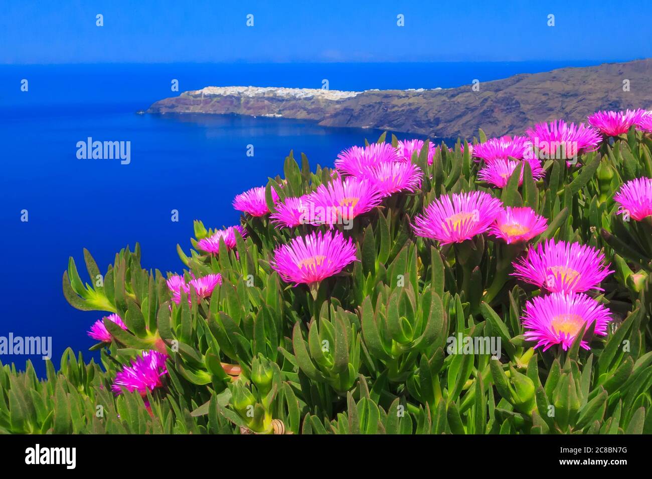 Santorini isola, Grecia primavera mare blu panoramico, fiori rosa piante di ghiaccio e Oia città sullo sfondo Foto Stock