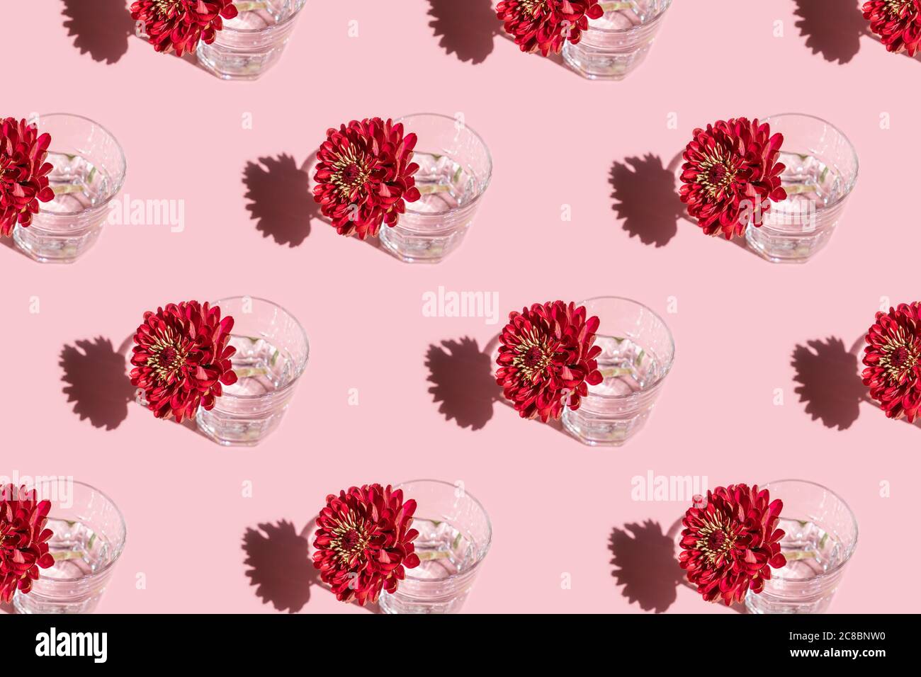 Disegno di un bicchiere con acqua e profondo fiore rosso Dahlia su sfondo rosa. Concetto di fiori minimal in luce dura con ombre. Design artistico. Vista dall'alto, Foto Stock