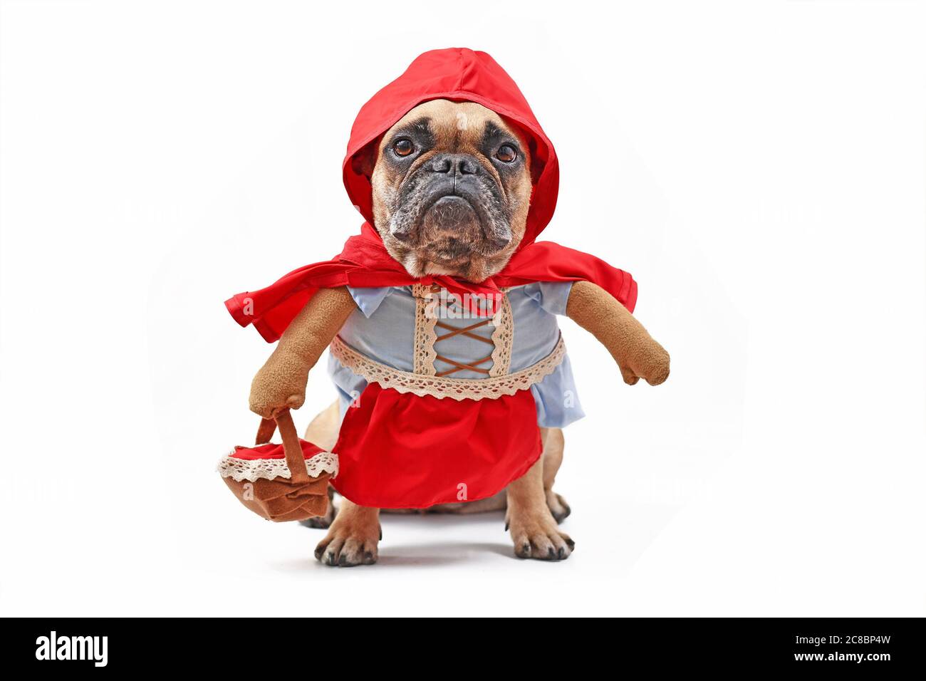 Bulldog francese vestito come personaggio fiabesco Little Red Riding Hood con costume da cane a corpo pieno con armi finte che indossa cestino su sfondo bianco Foto Stock