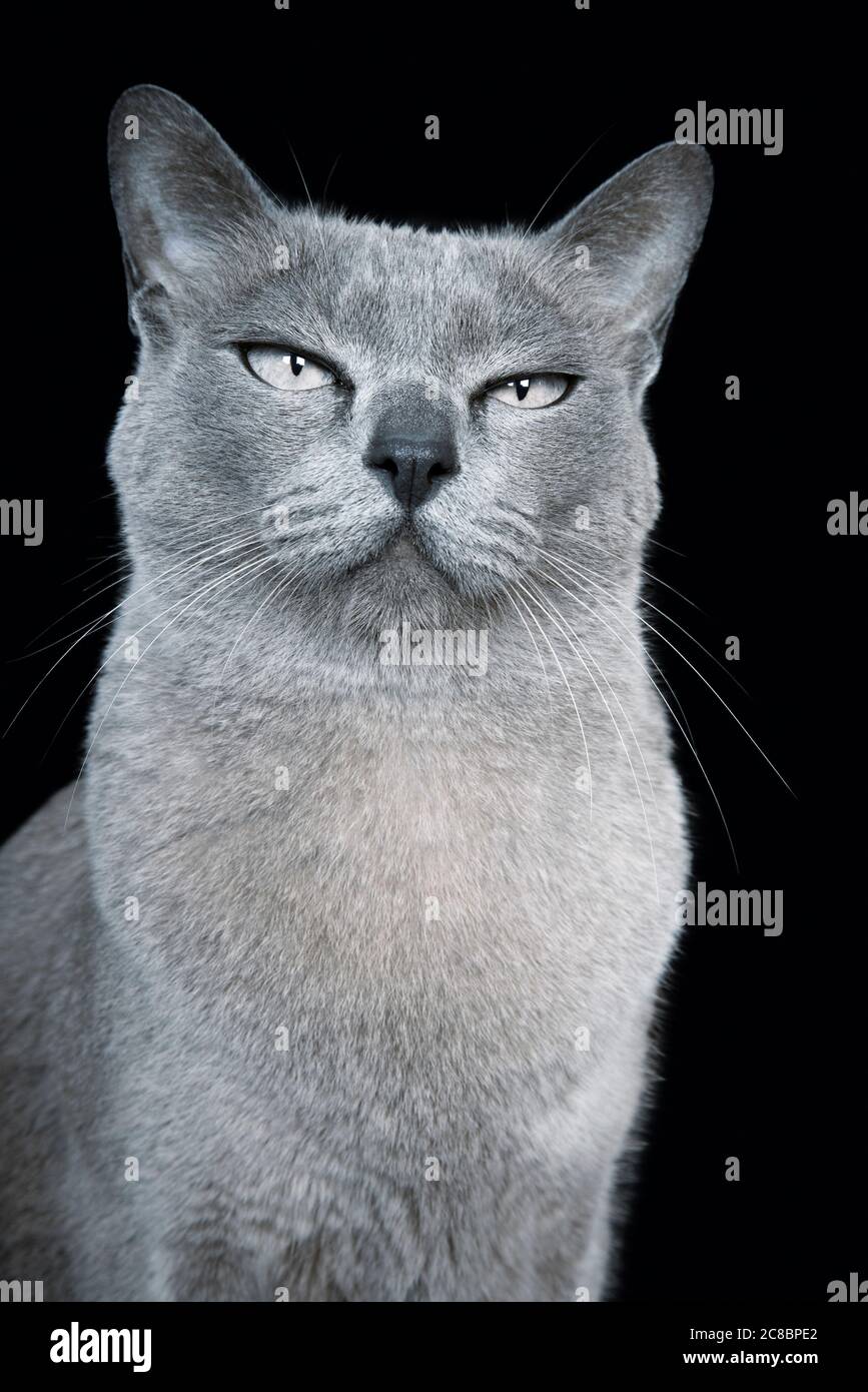 Gatto birmano blu su sfondo nero Foto Stock