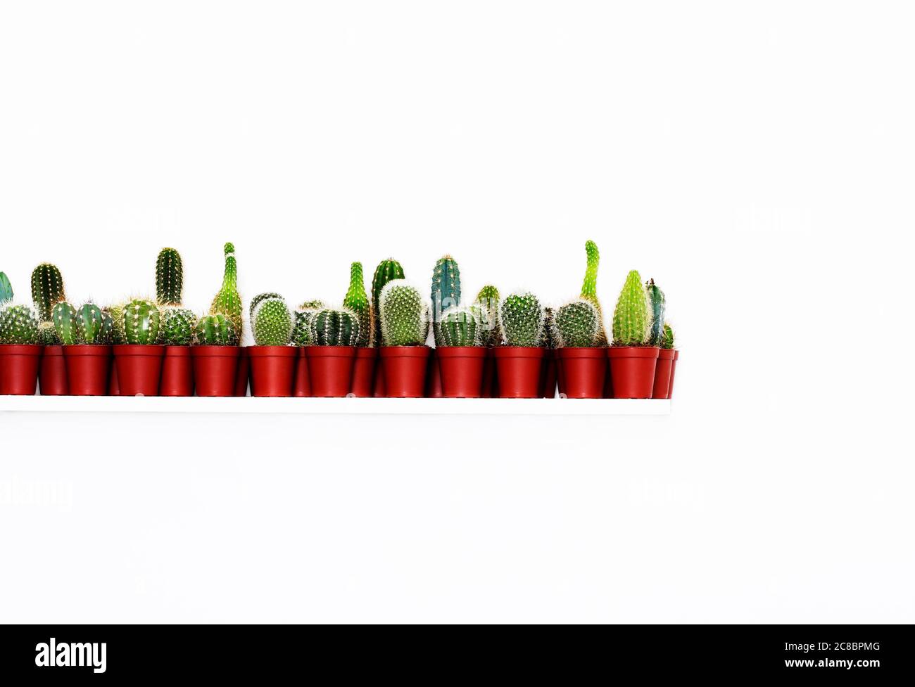 Fila di piccole piante di cactus in studio Foto Stock