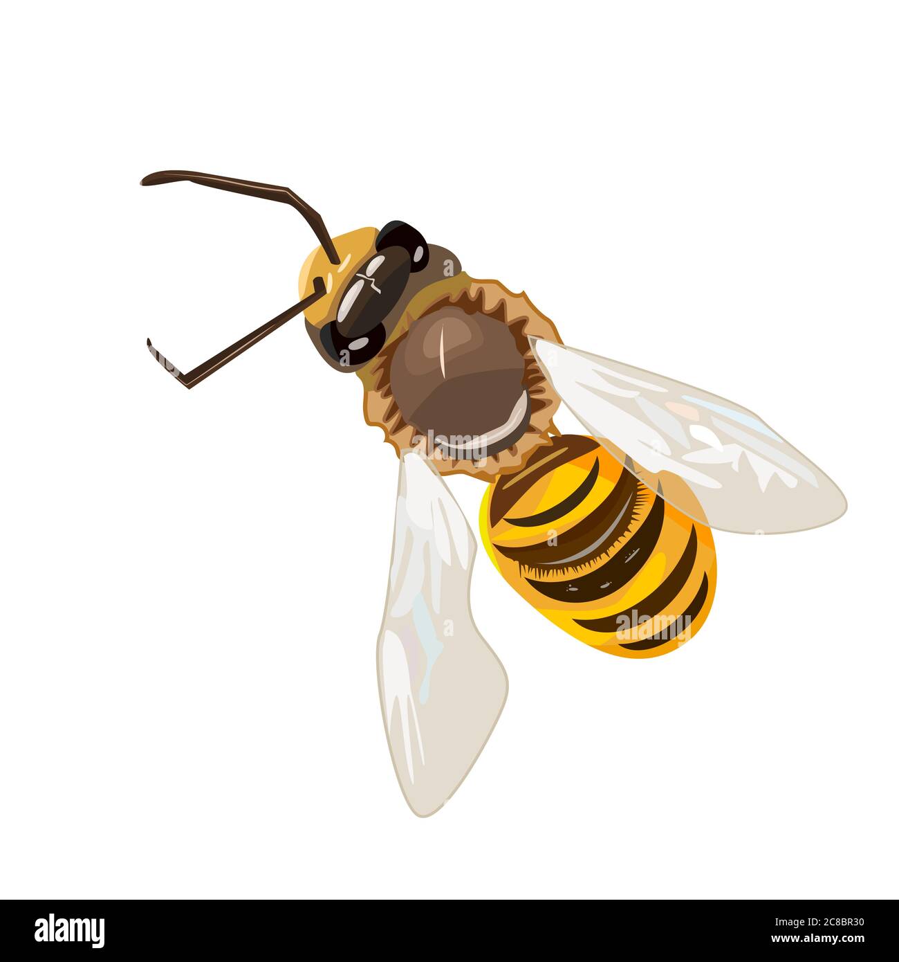 Ape di miele isolata su sfondo bianco. Volo a strisce. Bumblebee in vista dall'alto. Simbolo di insetto per naturale, sano e organico food.Stock vettore Illustrazione Vettoriale