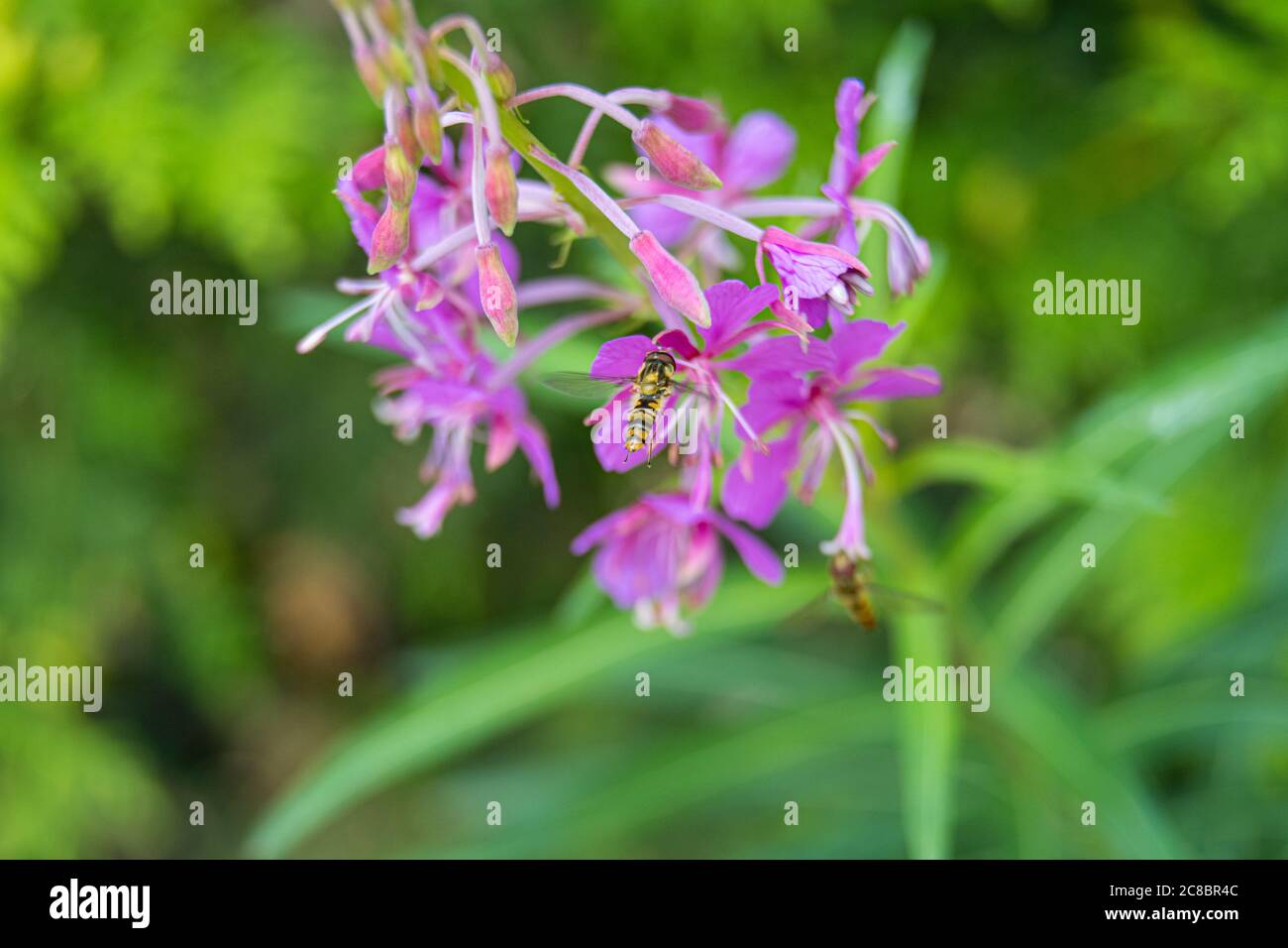 Bel fiore selvatico violetto con un insetto, un volata, anche chiamato fly fiore o mosca sciroppo. Foto di Scania, Svezia meridionale Foto Stock