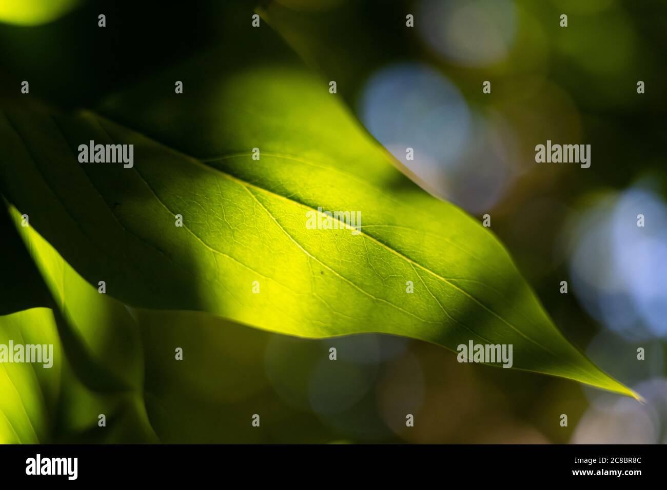 Foto in primo piano morbida di una foglia verde. Foto macro con sfondo bokeh verde e blu. Illustrazione Foto Stock