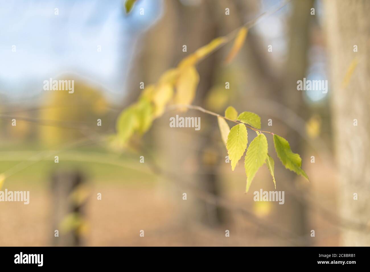 Sfondo bokeh e luce solare per testo, modello mock up e visualizzazione del prodotto. Natura verde e concetto di ecologia. Foto Stock