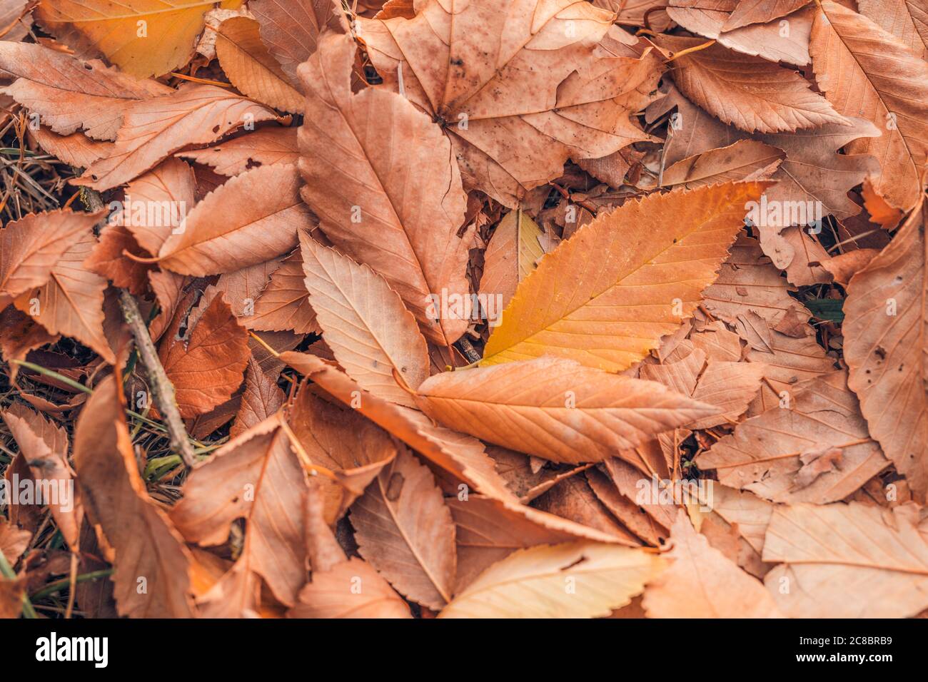 Foglie secche di autunno. Colori pastello. Sfondo stagionale gruppo autunno foglie arancio. Foto Stock