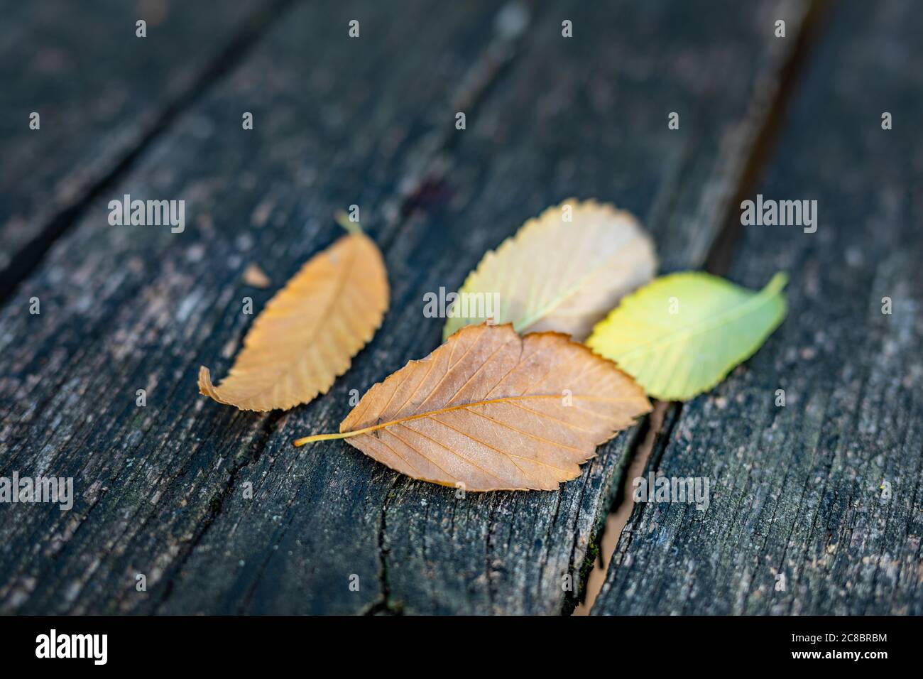 Foglie di autunno su sfondo di legno.con spazio di copia Foto Stock
